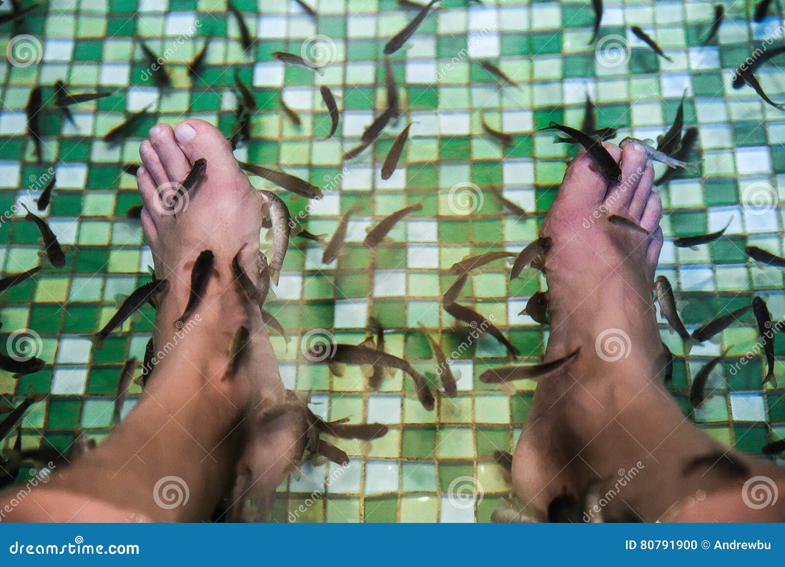 garra rufa, also called doctor fish eating skin on legs