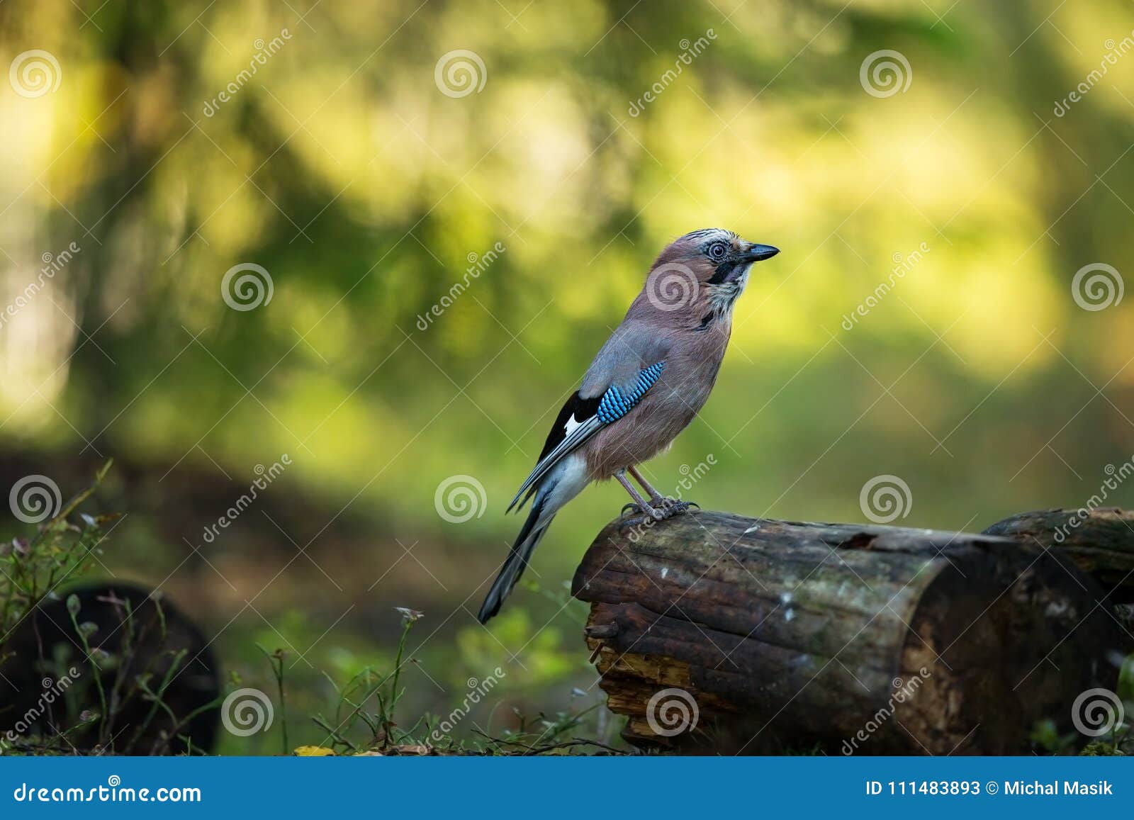 garrulus glandarius. mid-sized bird.