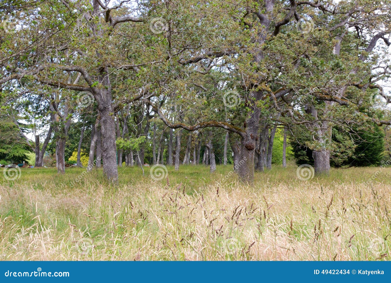 Garry Oak Meadow in Victoria, British Columbia, Canada Stock Photo ...