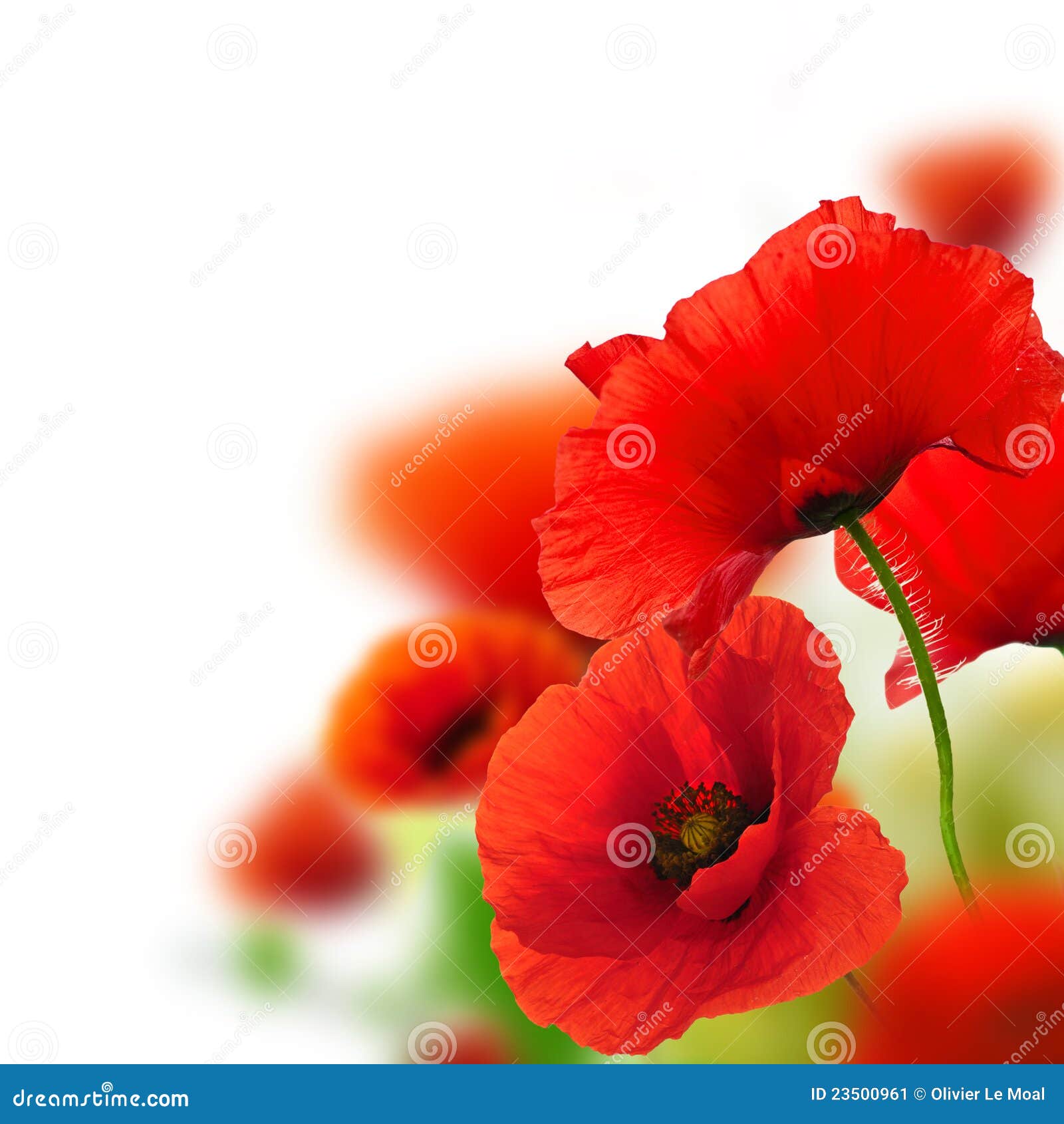 Garten Der Mohnblumen, Blumenhintergrund Stockbild Bild von umgebung