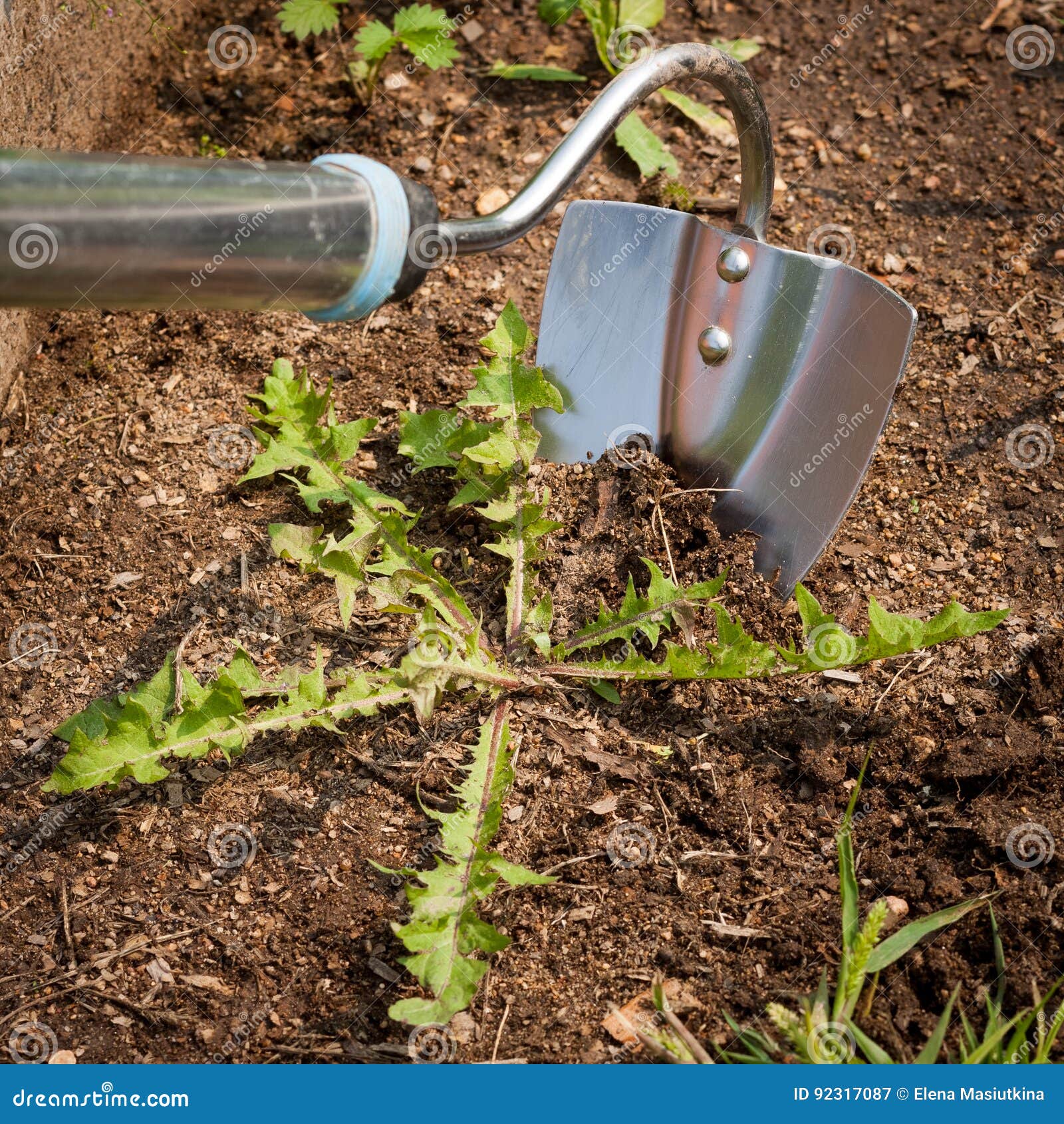 GartenHacke Mit Unkraut Im Boden Im Garten Stockbild