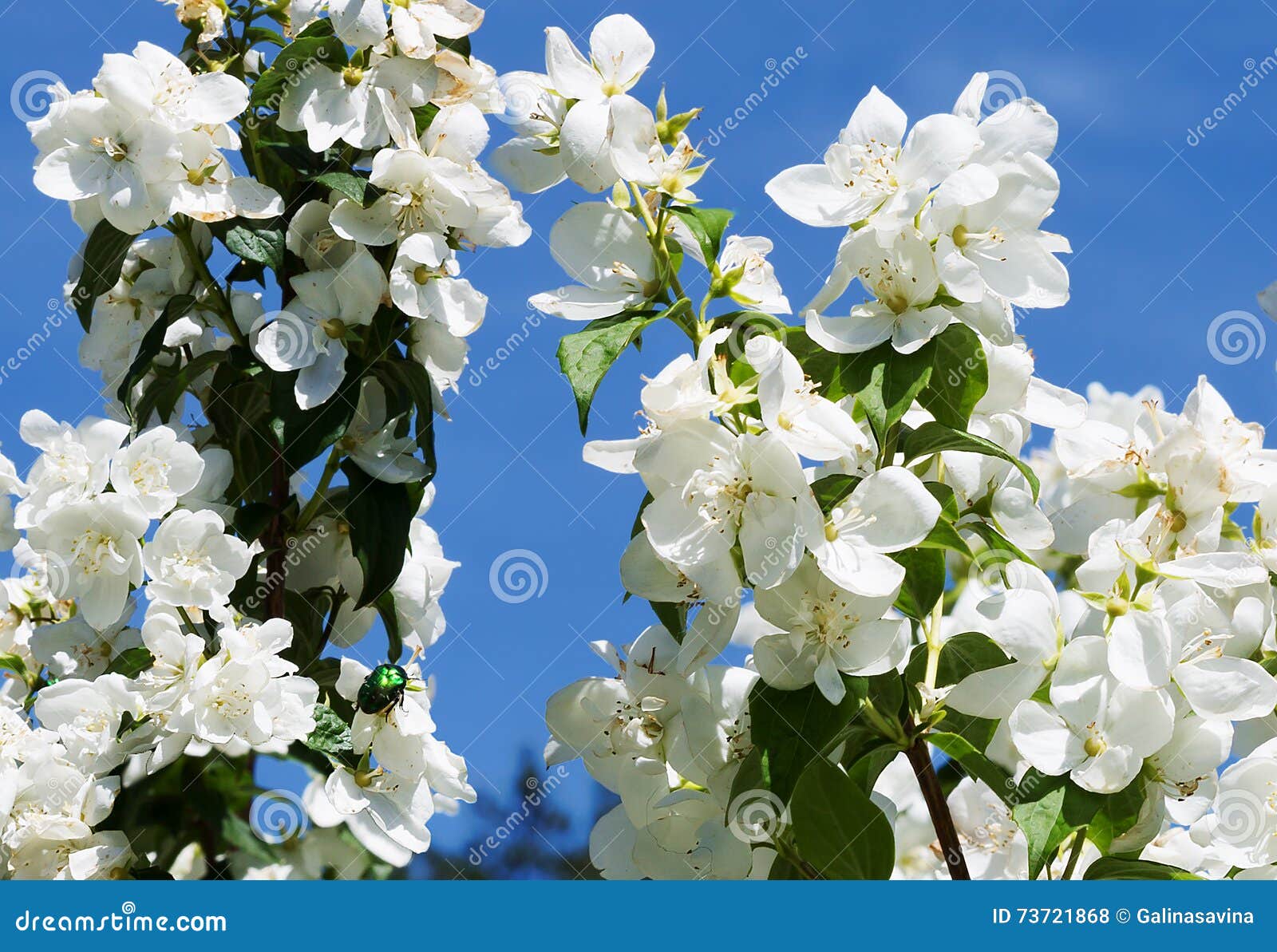 Garten Jasmin Stockfoto Bild Von Jasmin Garten 73721868