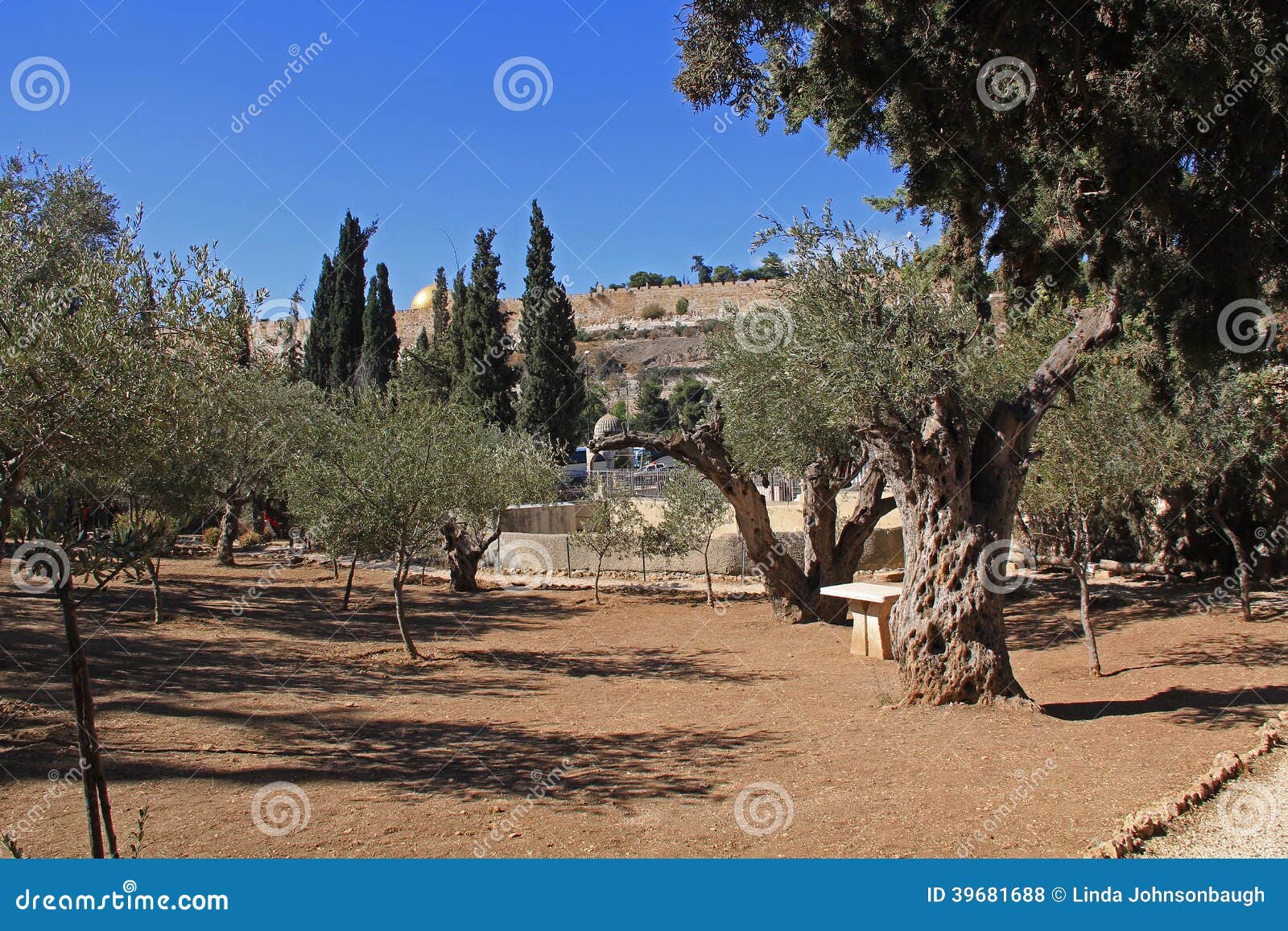 Garten Von Gethsemane in Israel Stockfoto Bild von kultur, grenzstein
