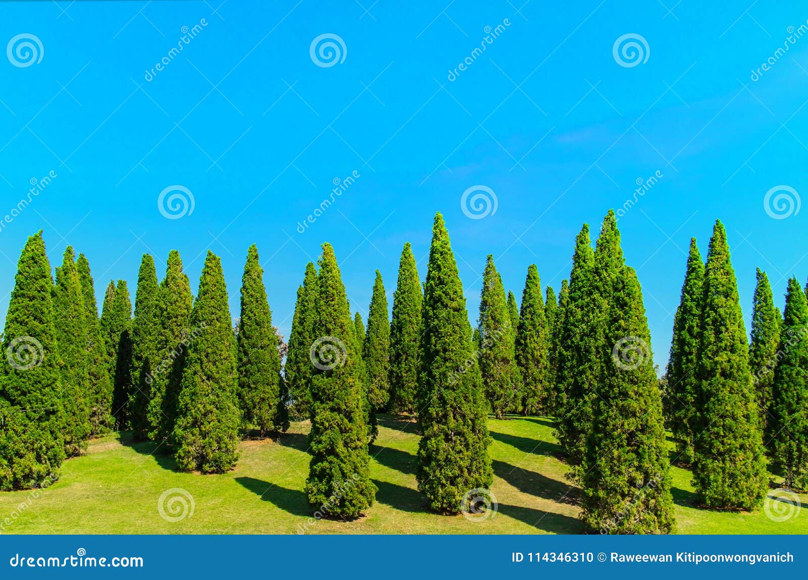 Garten Von Grünen Kiefern Mit Klarem Blauem Himmel
