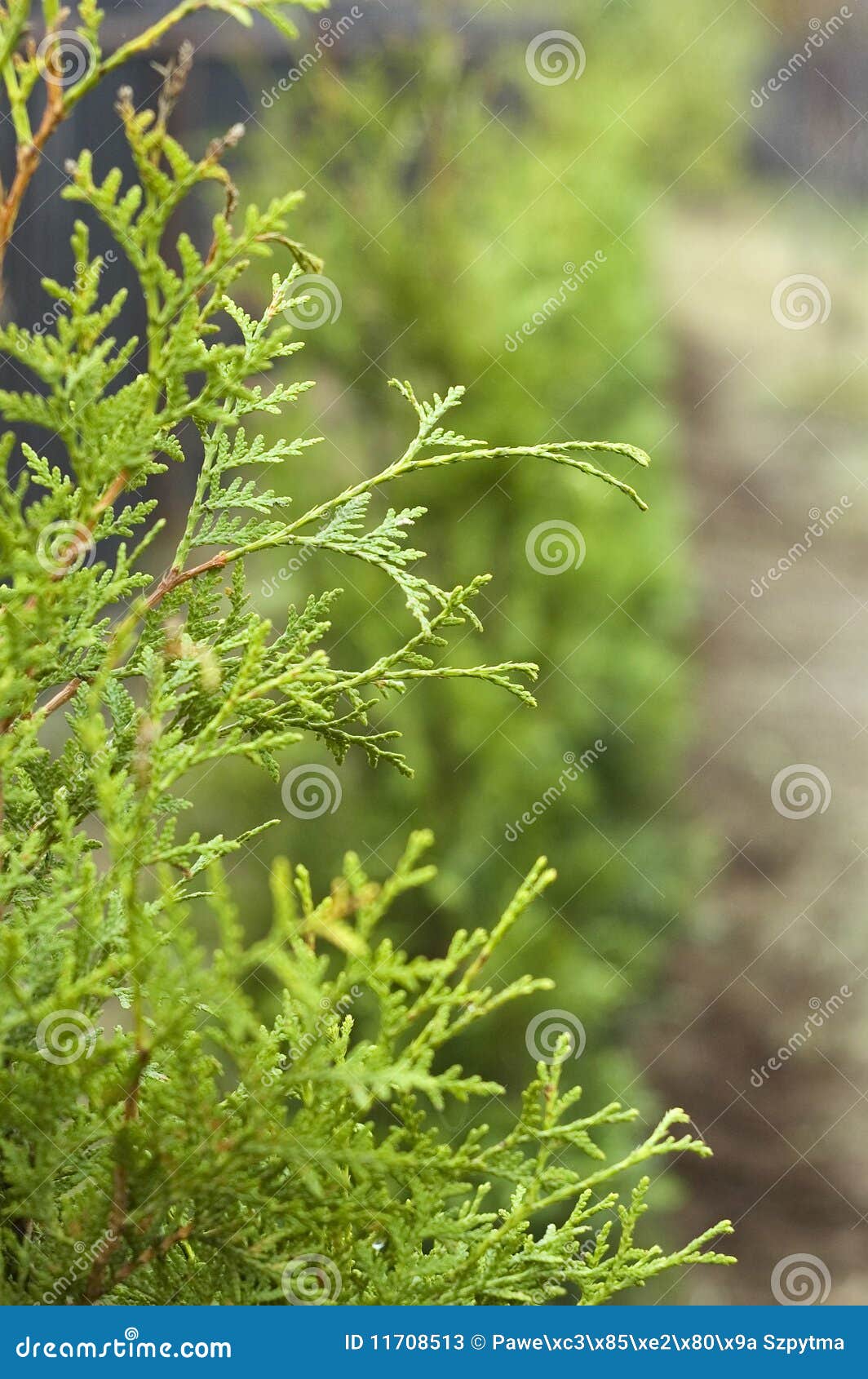 Gartenbaum Stockbild Bild Von Gartenbaum 11708513