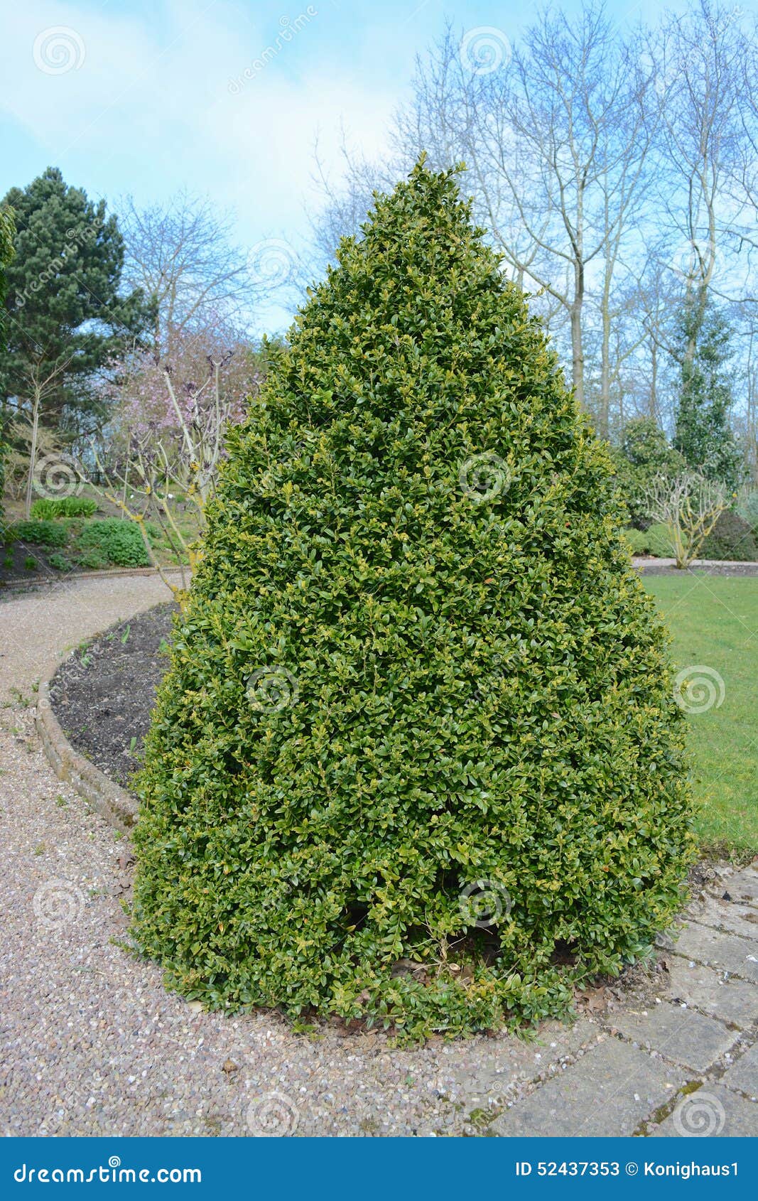 Gartenbaum Stockbild Bild Von Gartenbaum 52437353