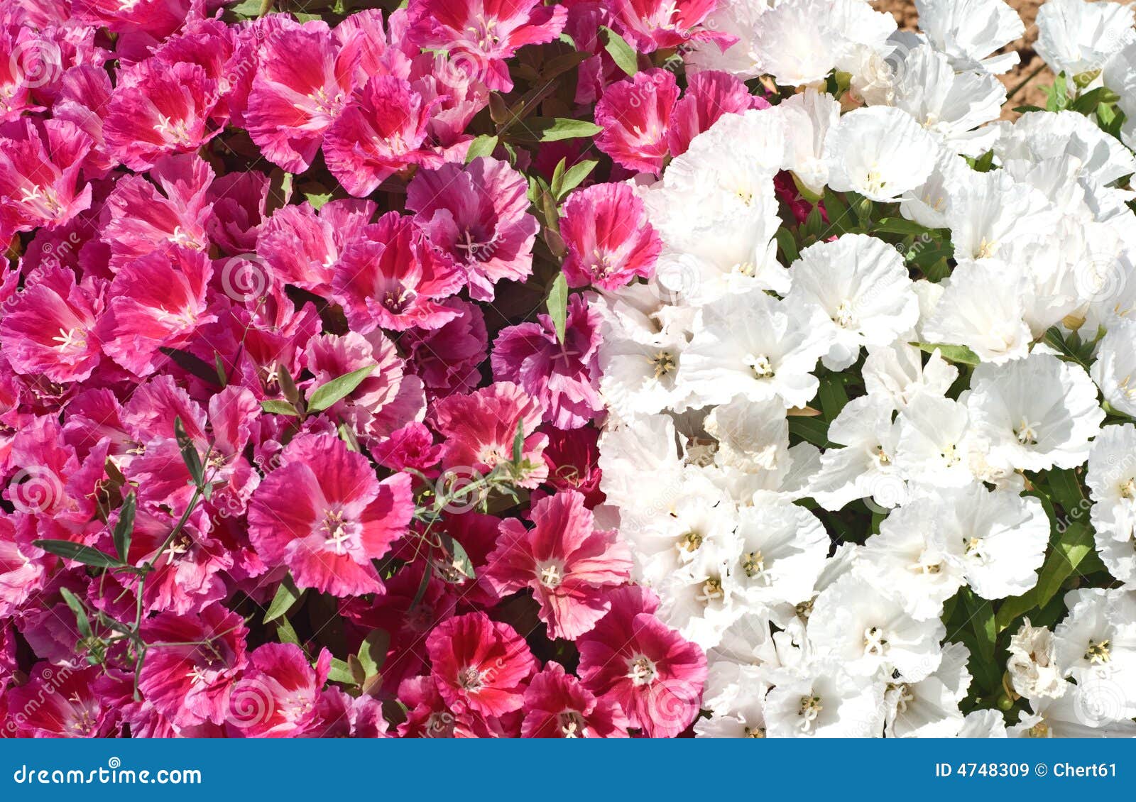 Gartenblumen stockbild. Bild von blüte, blühen, hintergründe 4748309