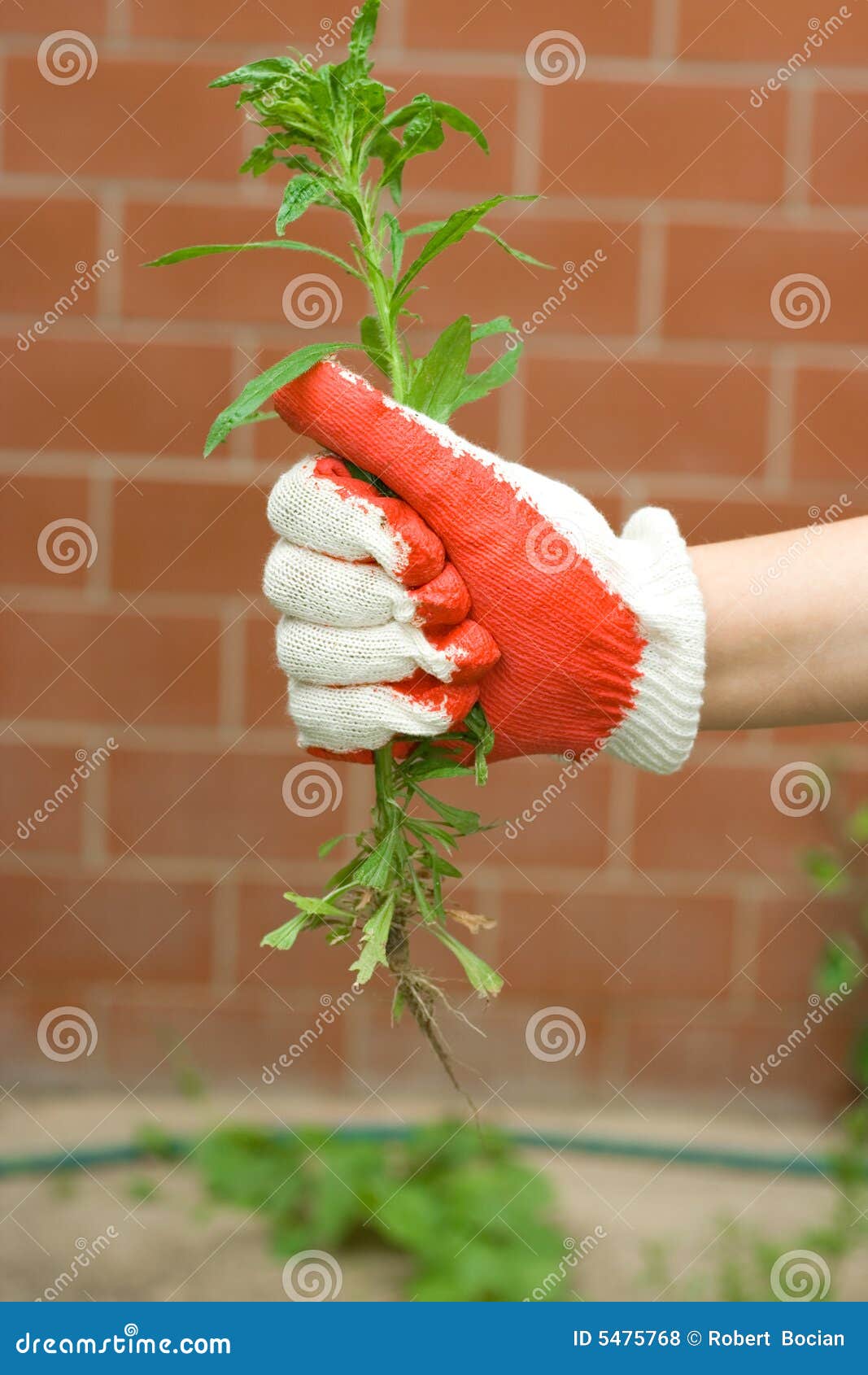 Gartenfunktion Bild. Bild: 5475768