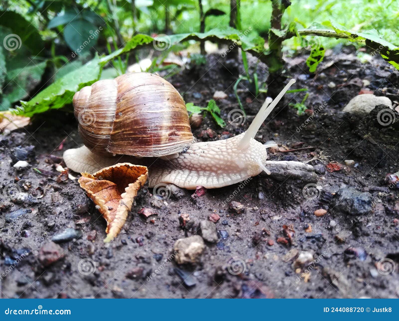 Gartenschnecke stockfoto. Bild von leben, land, schale 244088720