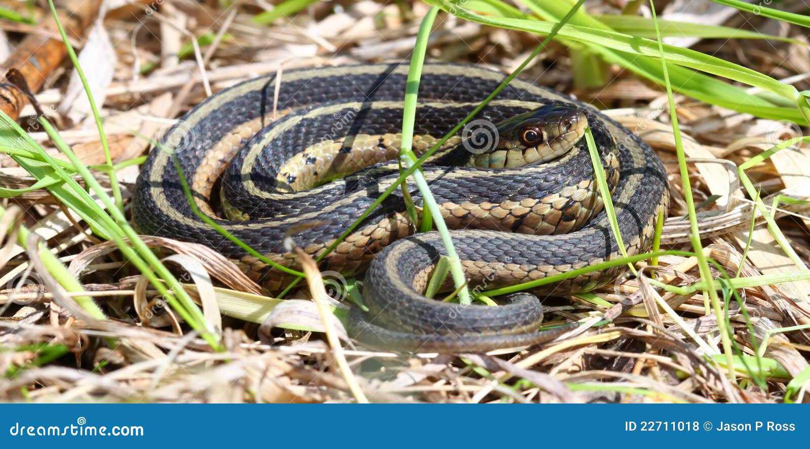 Garter Snake In Illinois Royalty Free Stock Photos Image 22711018