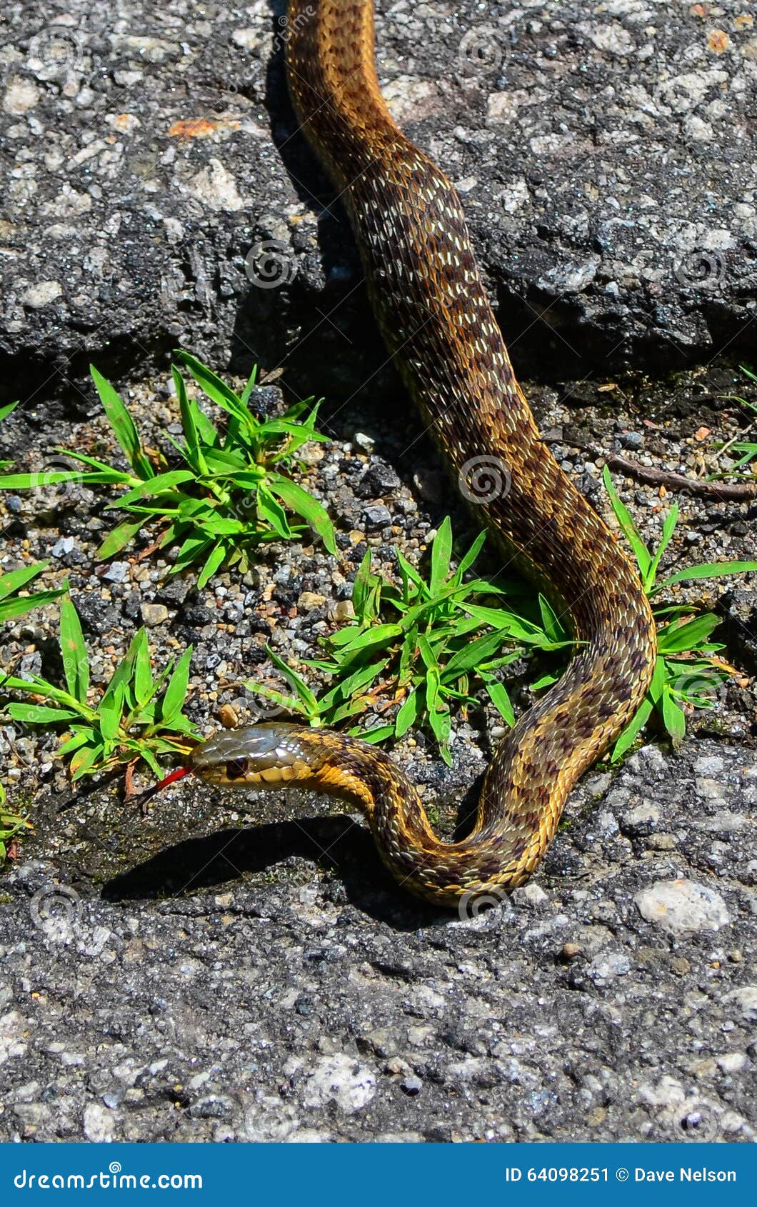 Garter Snake (Thamnophis Sirtalis) Stock Image - Image of garter