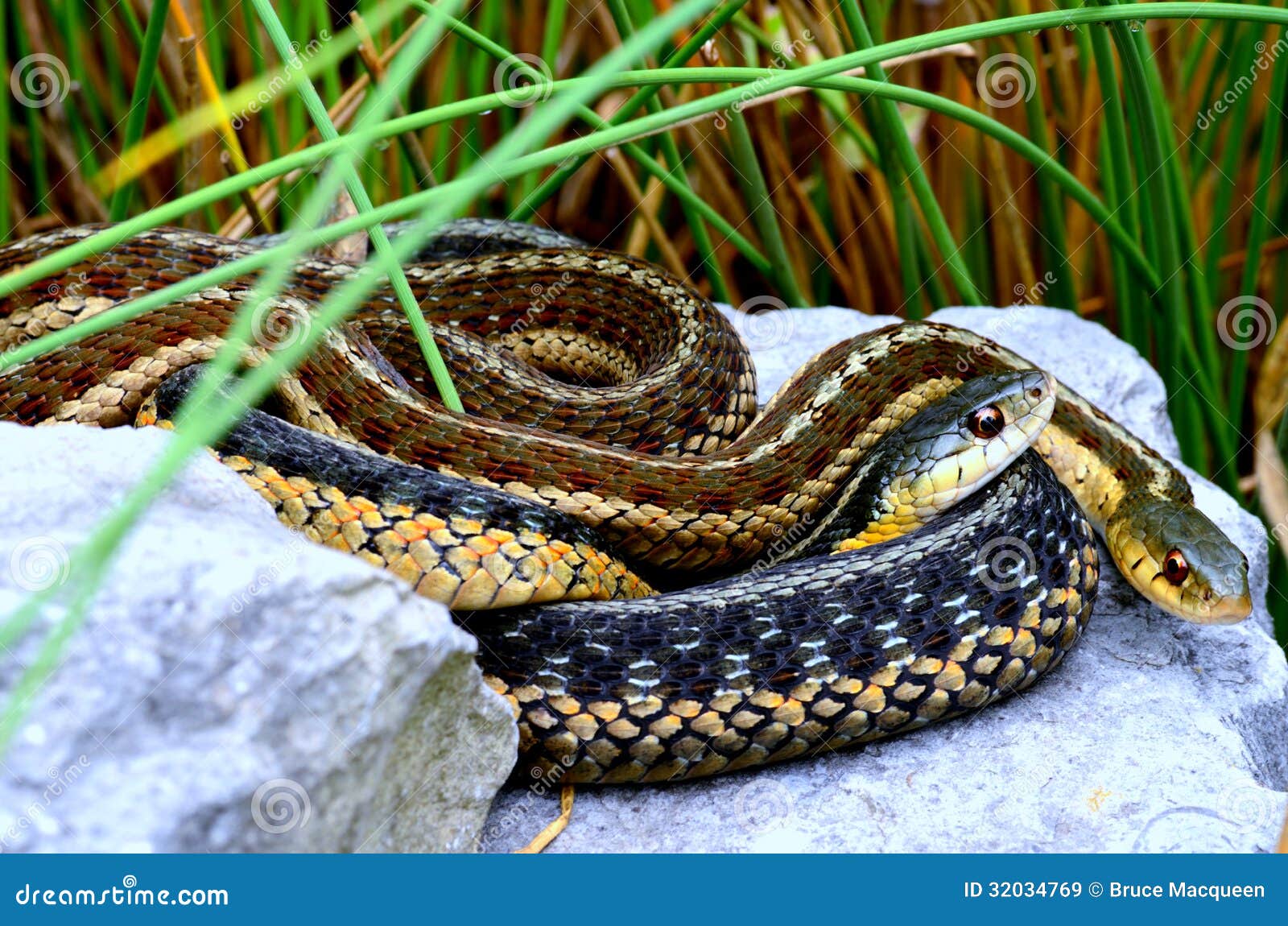 garter snakes