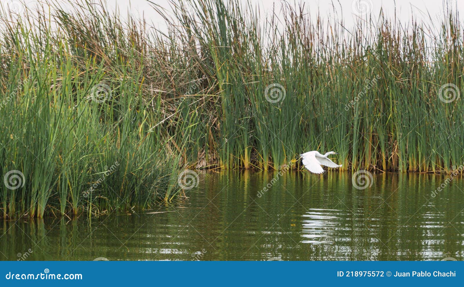 garza blanca flying over a lagoon