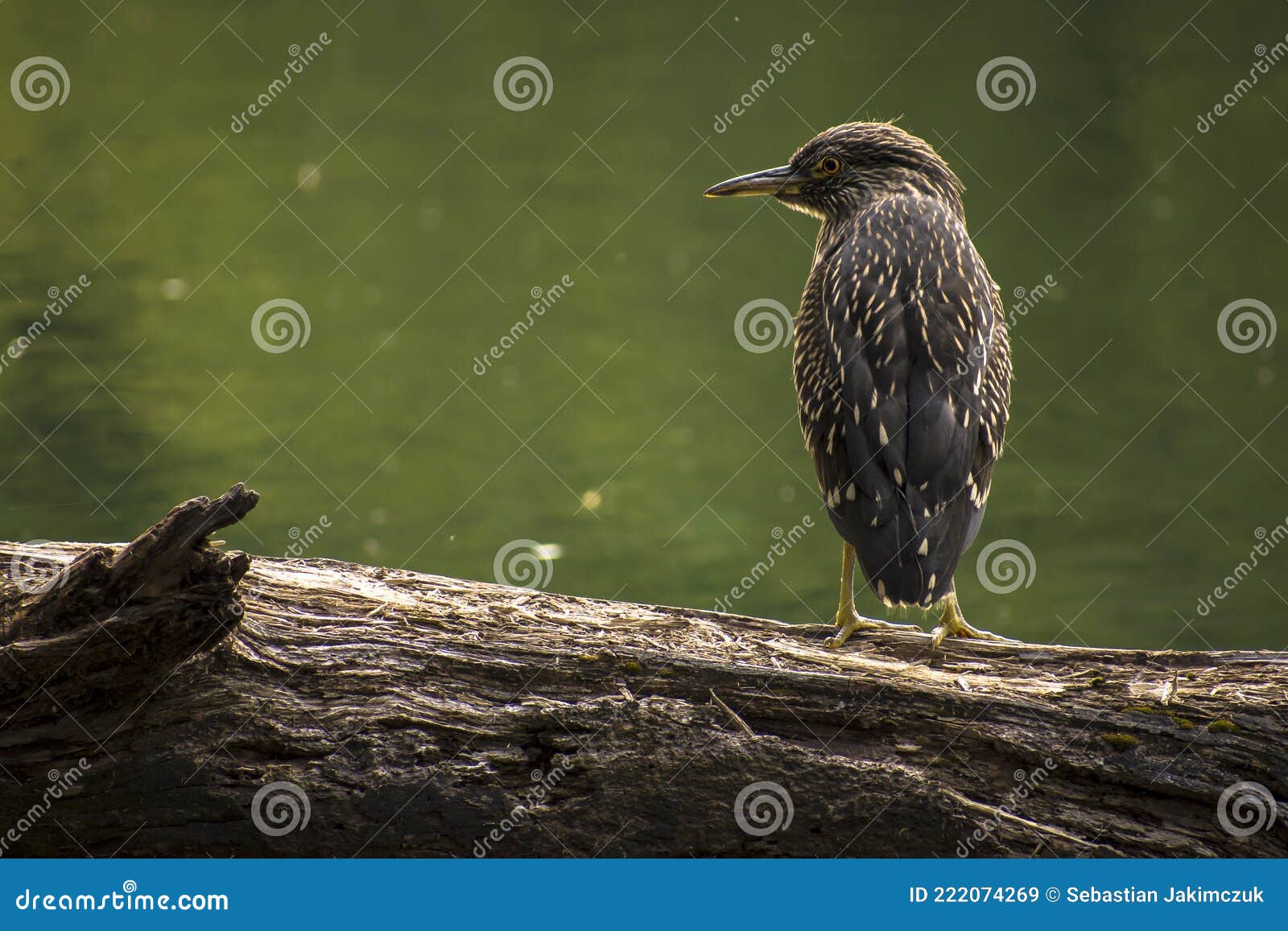 garza bruja in the river