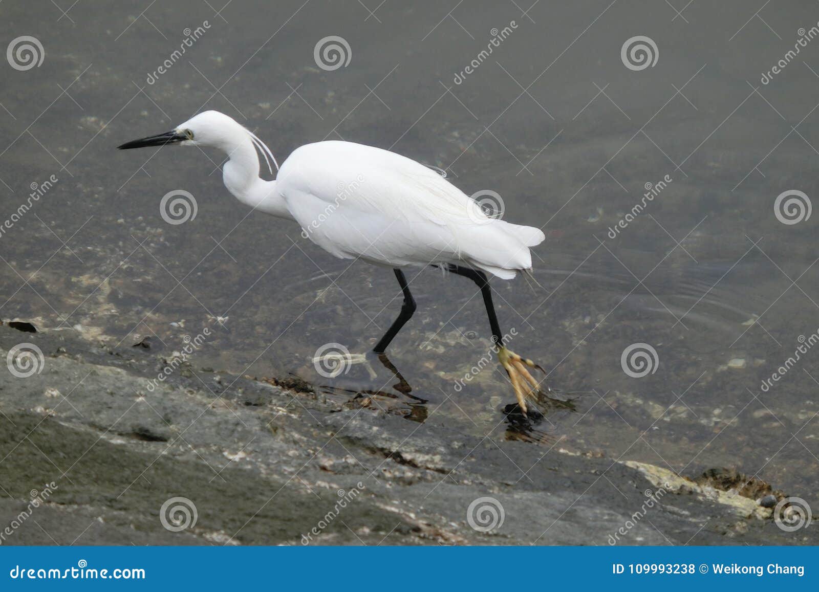 Garza En Shing Mun River Shatin Hong Kong Foto De Archivo Imagen De