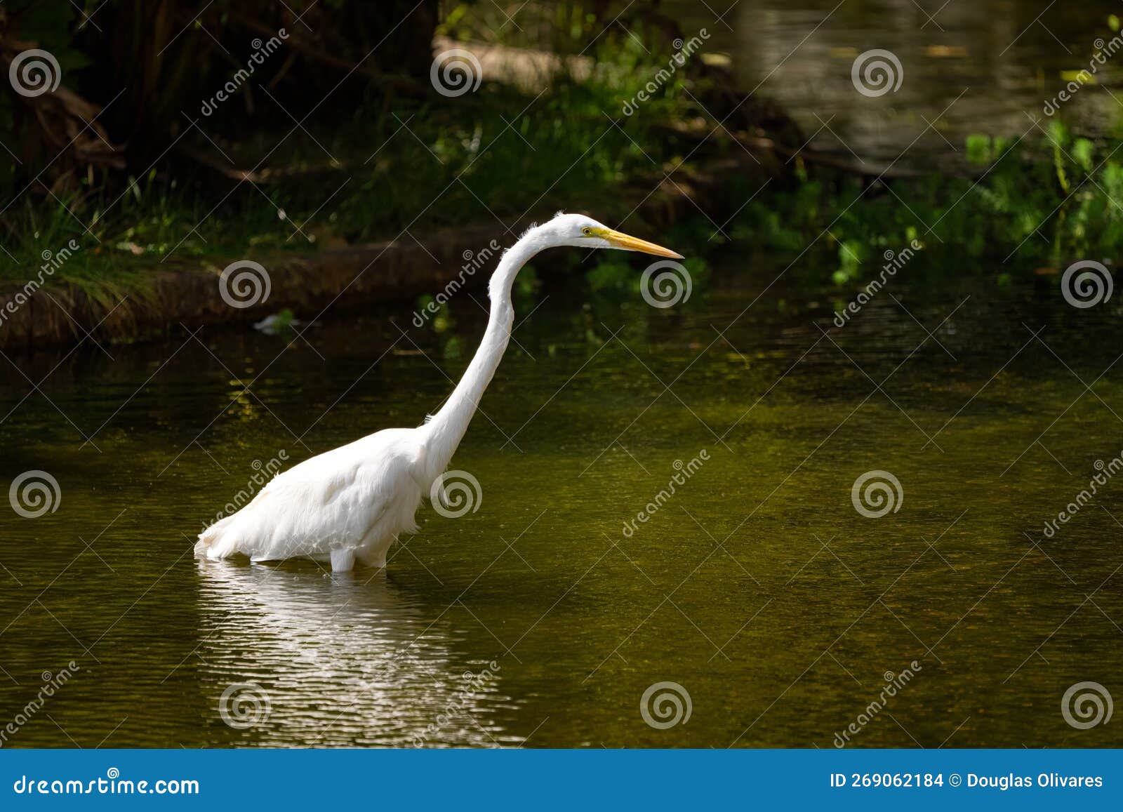 garza real also known as great egret standing on a pond.