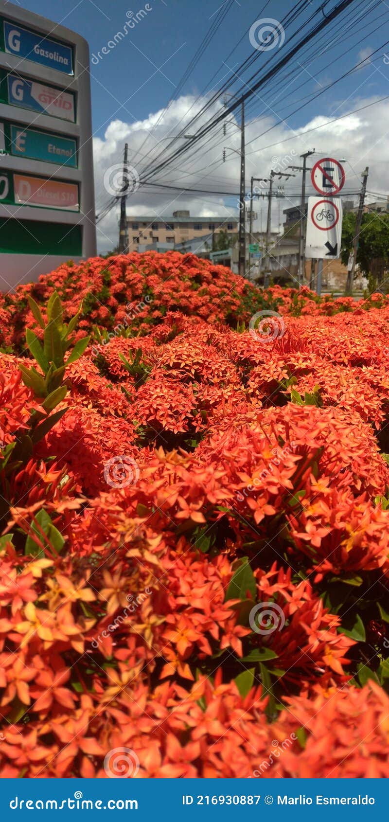 Gas Station and Rede Flowers Editorial Photography Image of produce, spring 216930887