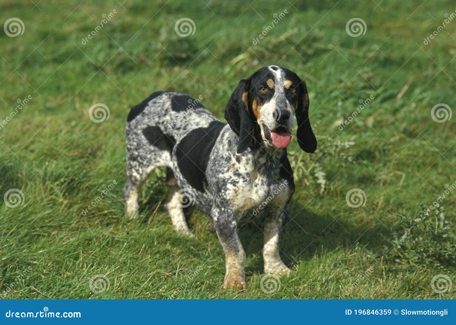 49 Gascogne Dog Photos Free Royalty Free Stock Photos From Dreamstime