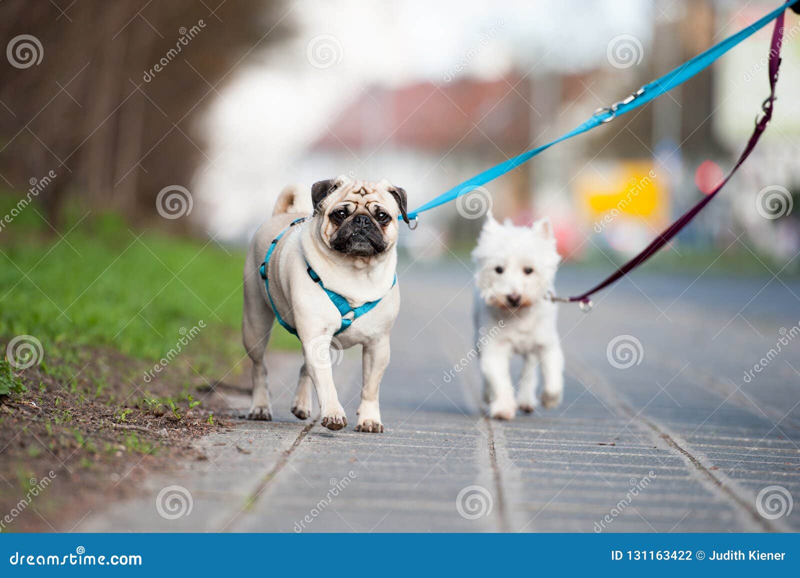Two dogs on a leash stock photo. Image of background 131163422