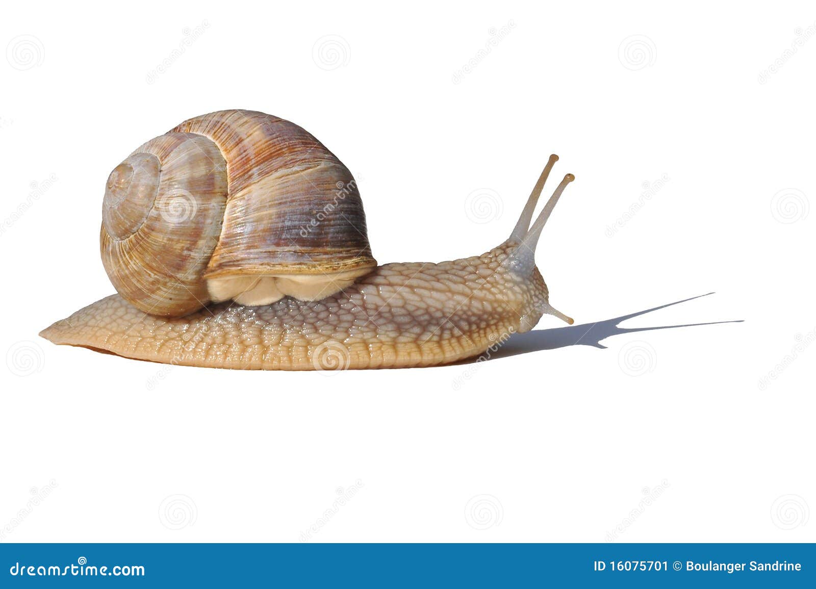 Gasteropode Stock Image Image Of Bourgogne Spiral Cover 16075701