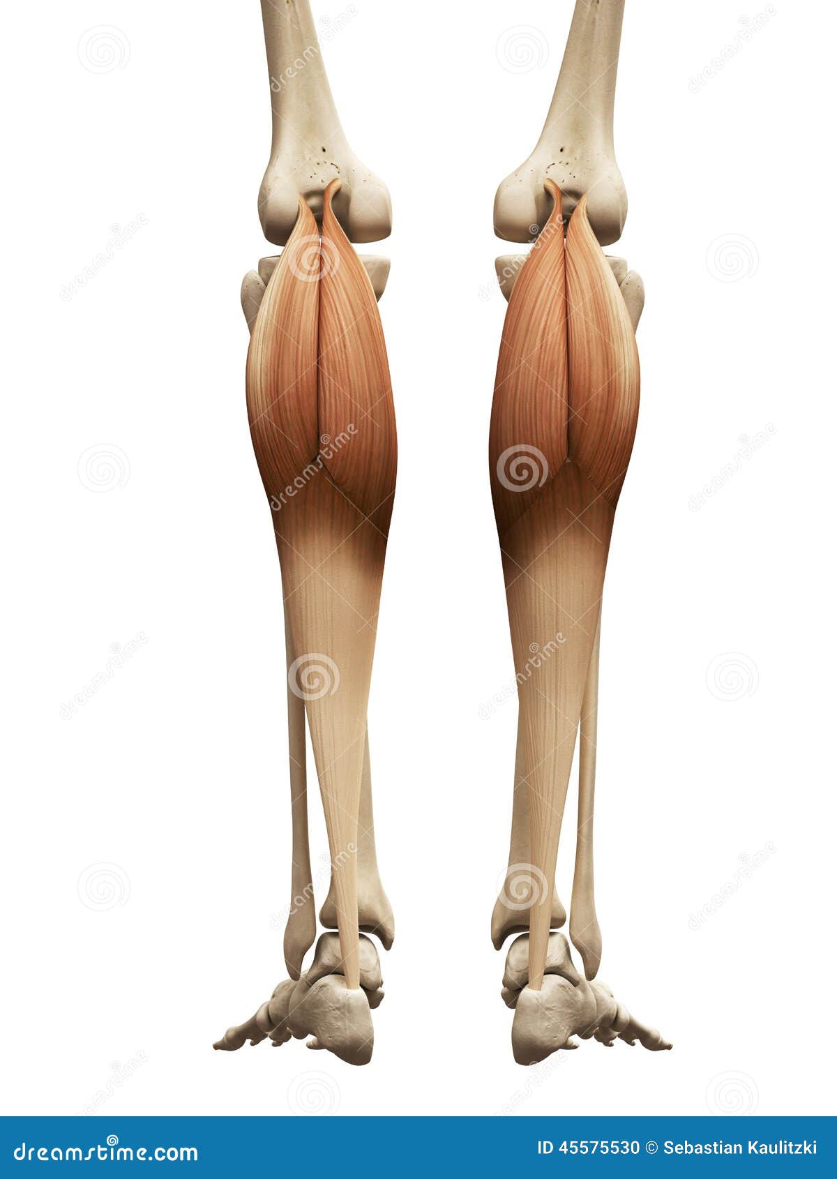 the gastrocnemius