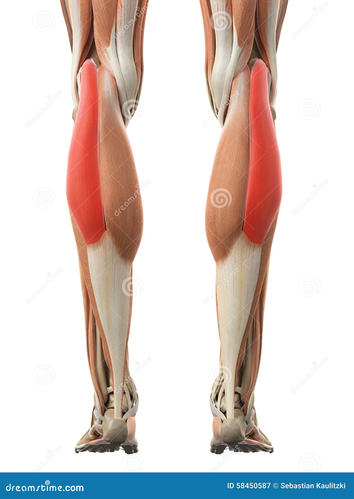 the gastrocnemius lateral head