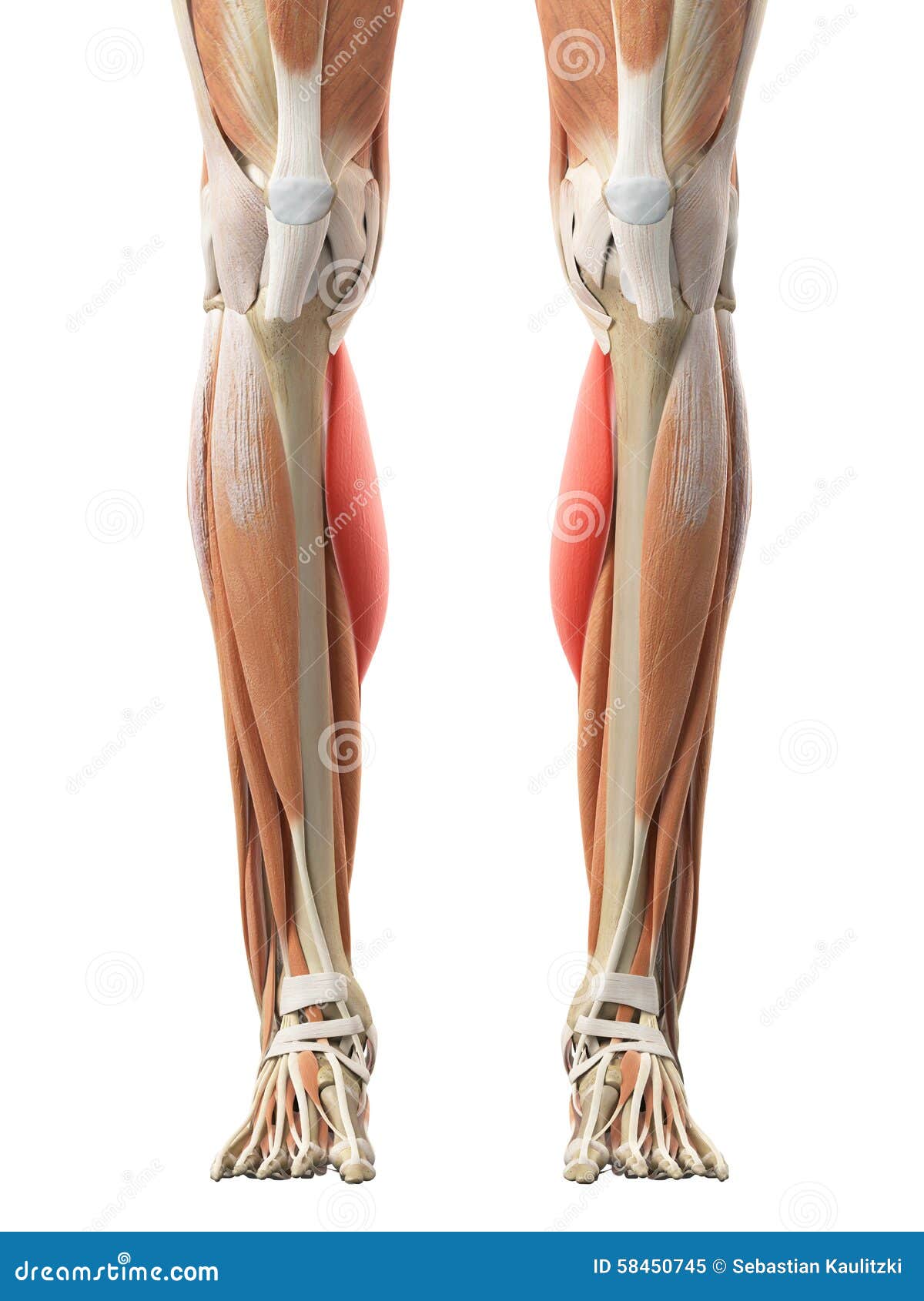 The Gastrocnemius Medial Head Stock Illustration - Illustration of