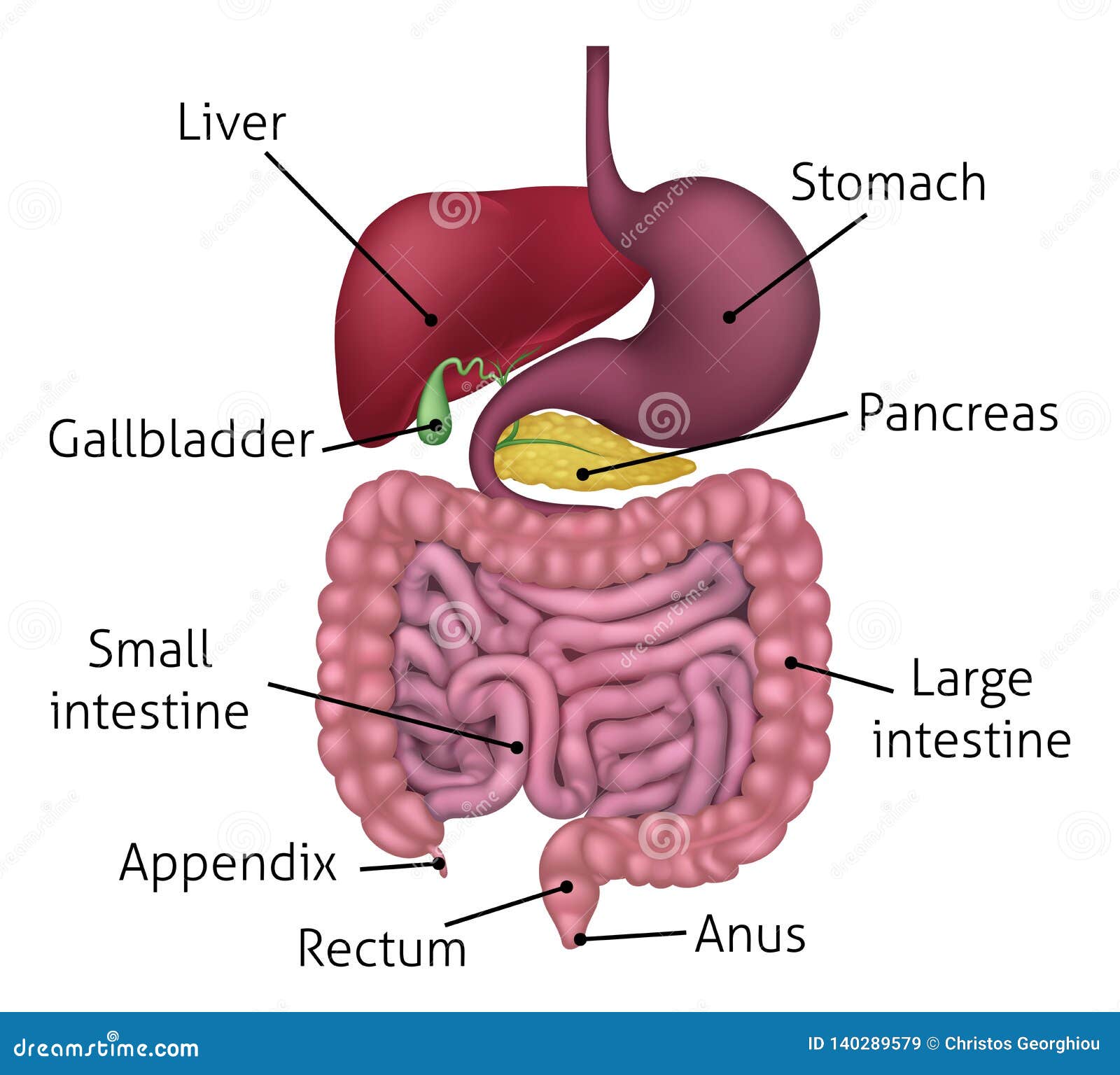 gastrointestinal digestive system and labels