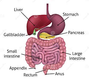 Stomach Labelled Stock Image CartoonDealer 44728993