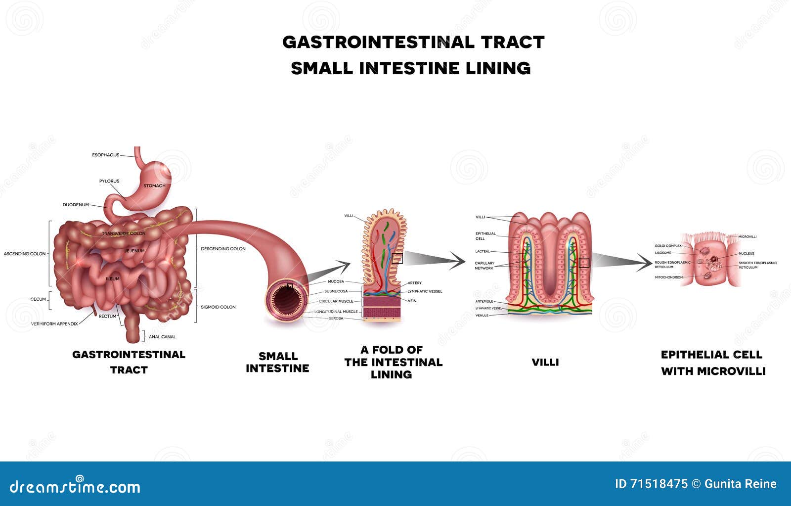 gastrointestinal system small intestine anatomy