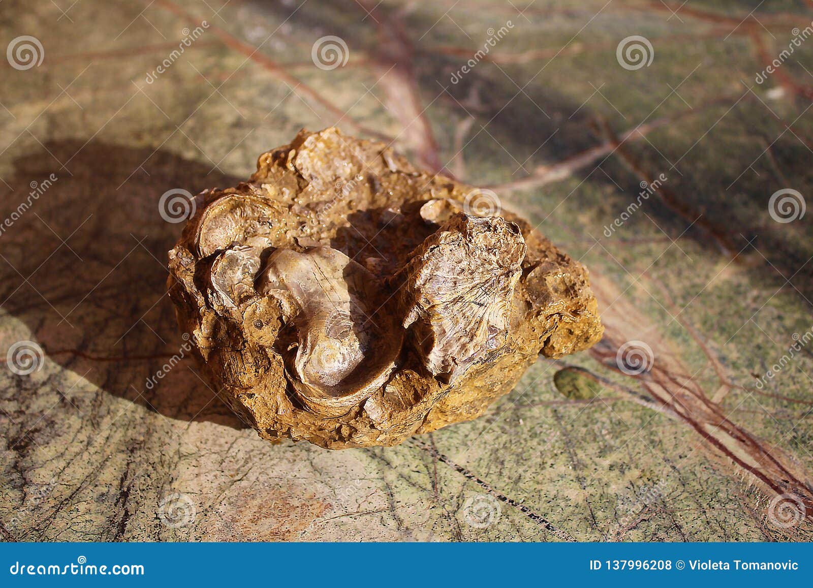 Gastropoden und Oberteile versteinert auf dem Tisch. Gastropoden und Oberteile versteinert auf der Regenwaldtabellentabelle