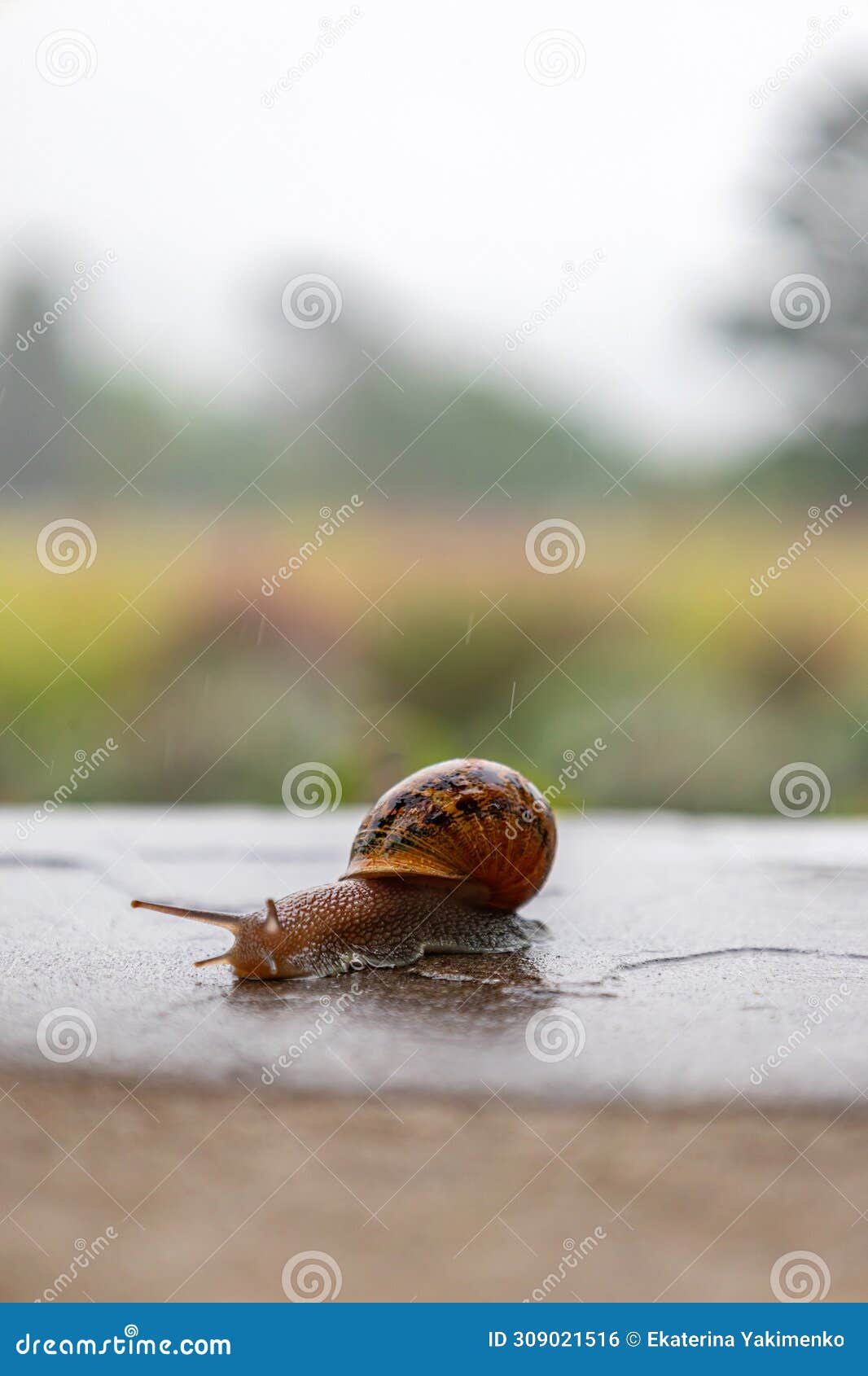gastropods with an external spotted brown black shell. snail crawls along a rough surface