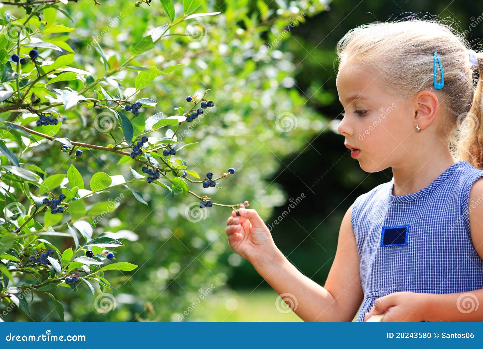 Gather blueberries stock photo. Image of fruits, girl 20243580