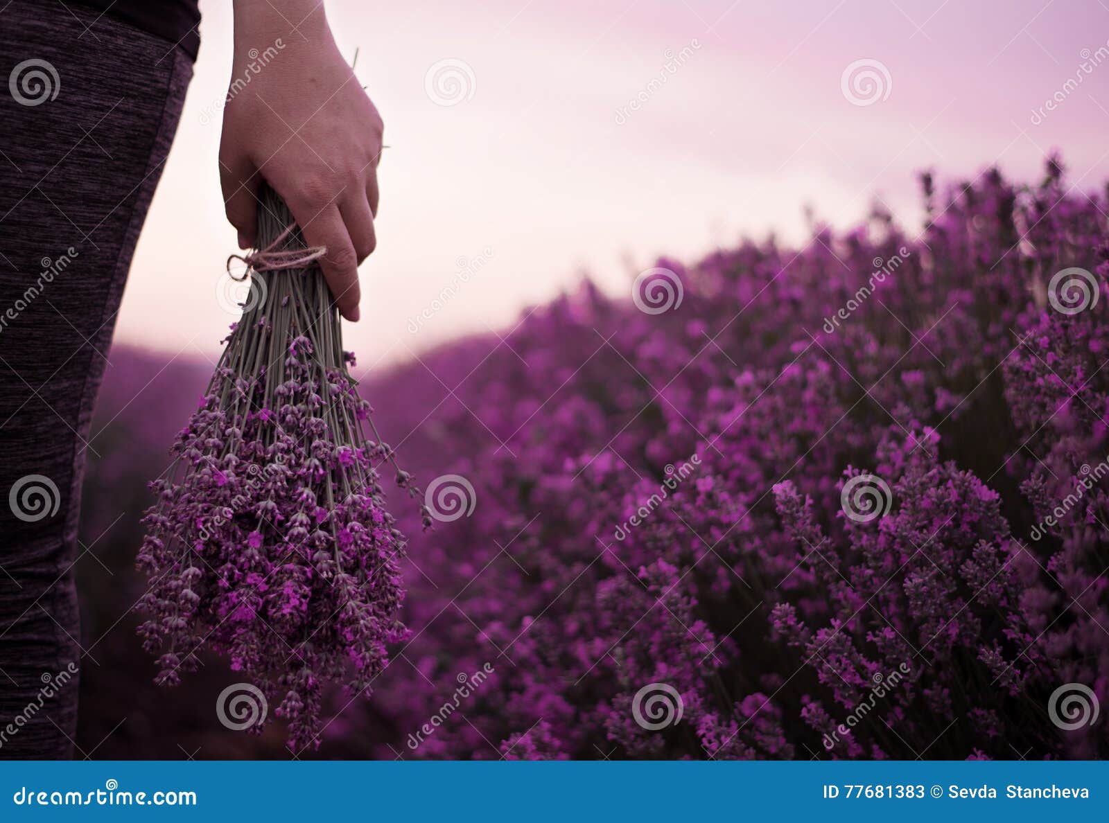 gathering a bouquet of lavender. girl hand holding a bouquet of fresh lavender in lavender field. sun, sun haze, glare.