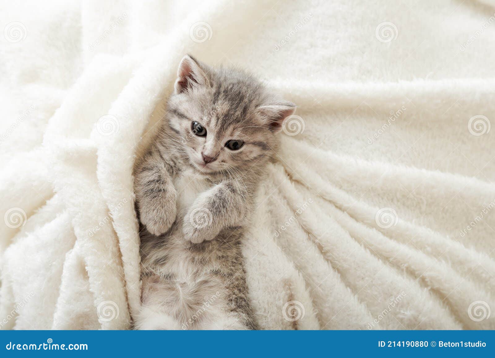 Um pequeno gatinho cinza descansa depois dos jogos