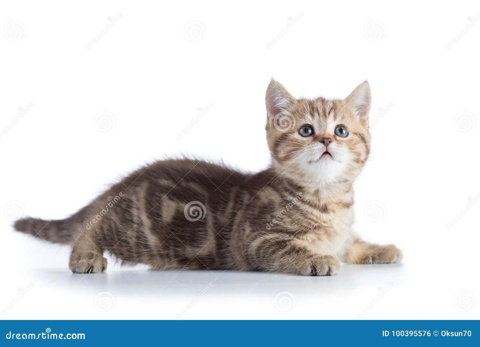 Gato malhado fofo ou animal de desenho de gatinho