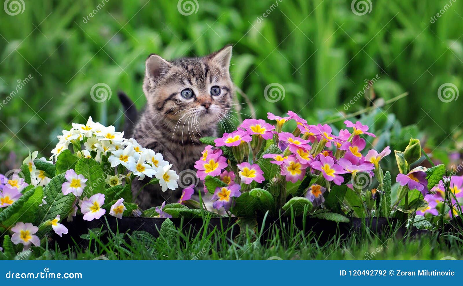 Jogos Do Gatinho Em Uma Grama Verde Imagem de Stock - Imagem de animais,  gato: 36791029