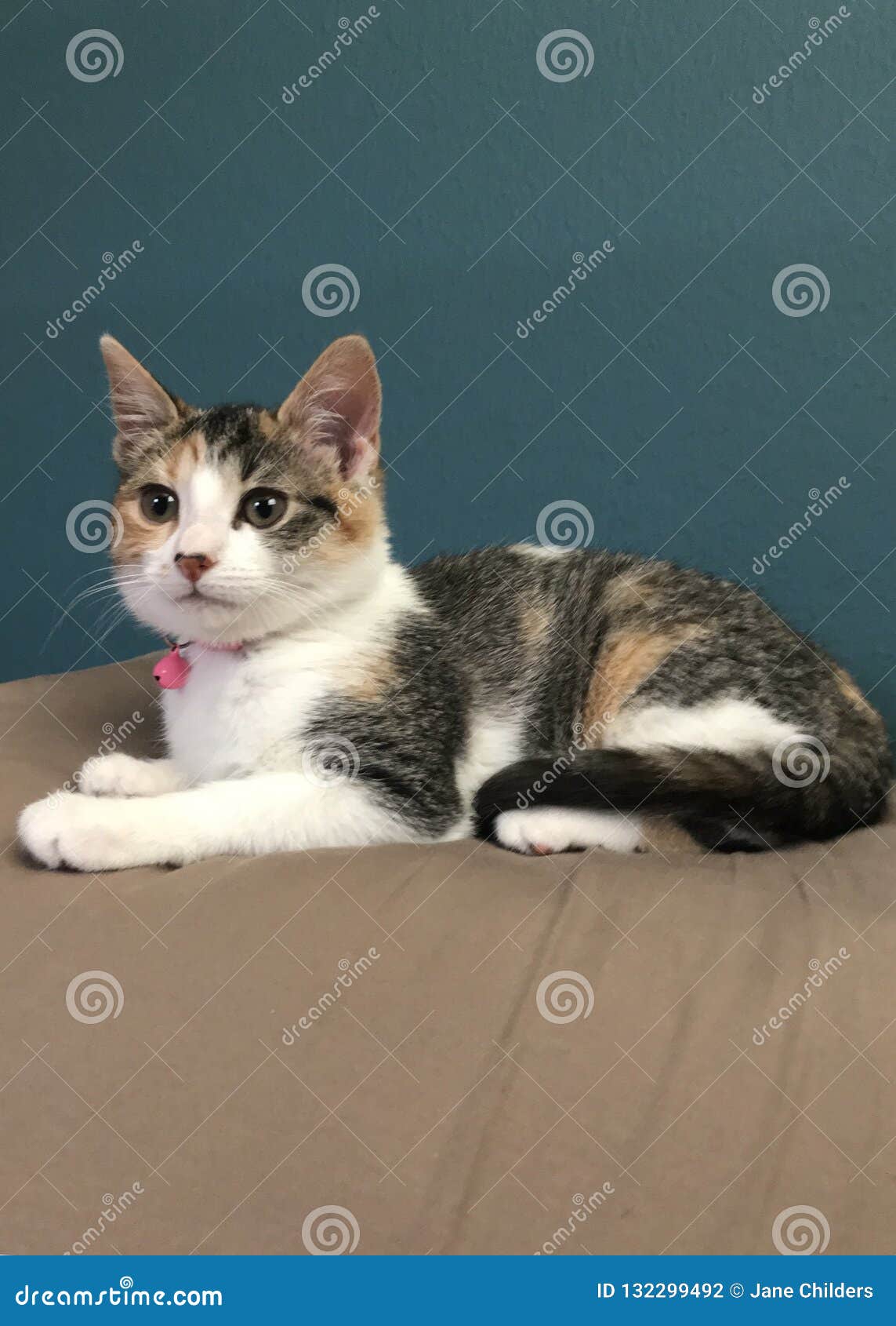 Tula Free-to-Grow Porta-bebés - Prowl - Baby Tula EU, image size:1143x1690