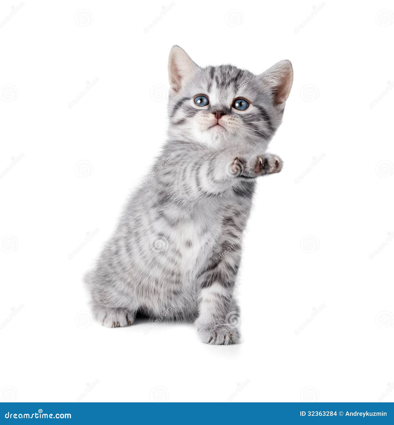 Gatinho De Jogo Cinzento Britânico Dos Whiskas Foto de Stock - Imagem de  bebê, bonito: 32363284