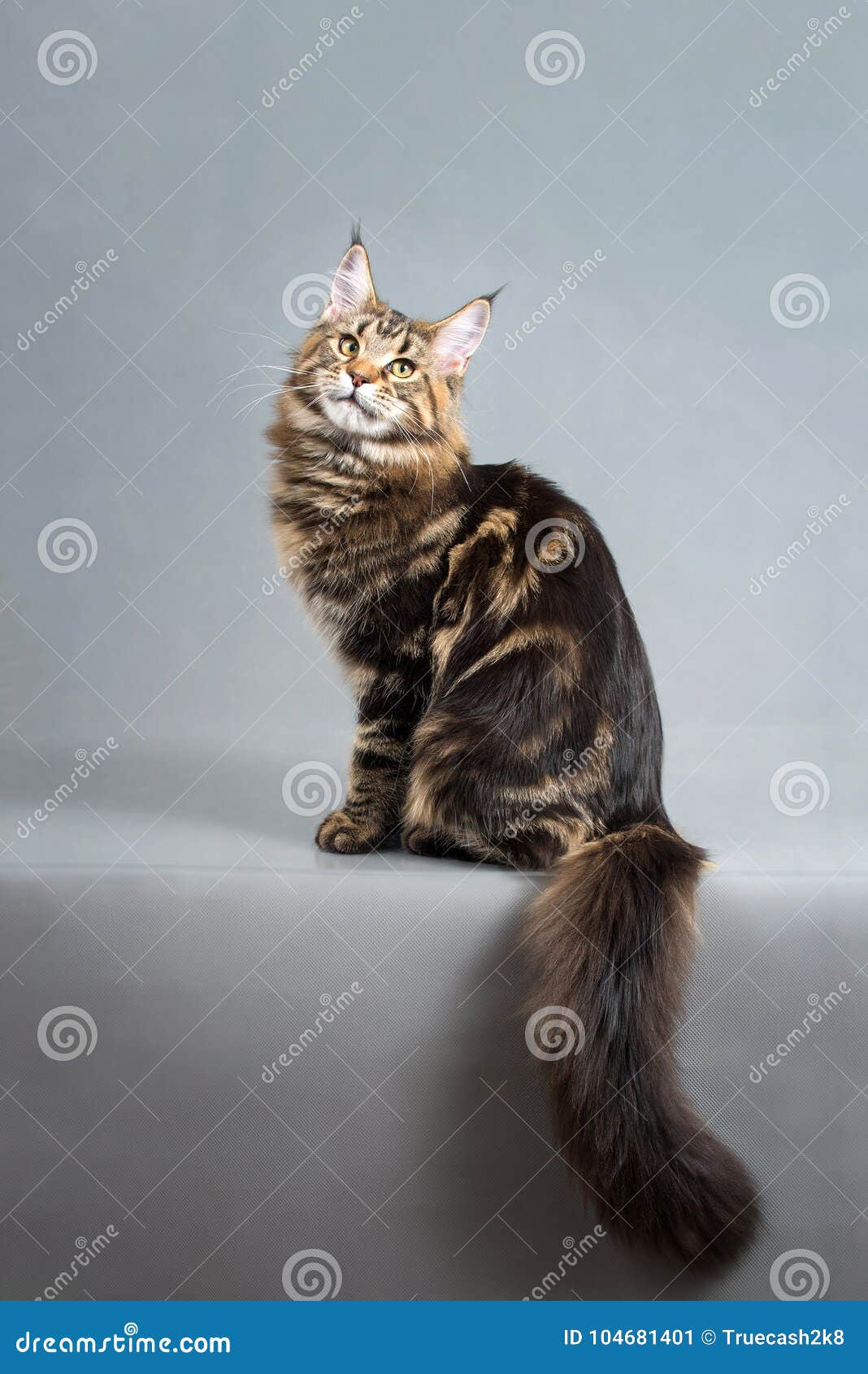 Jogos Macios Pequenos De Maine Coon Do Gatinho Foto de Stock - Imagem de  gato, cabelo: 85355236