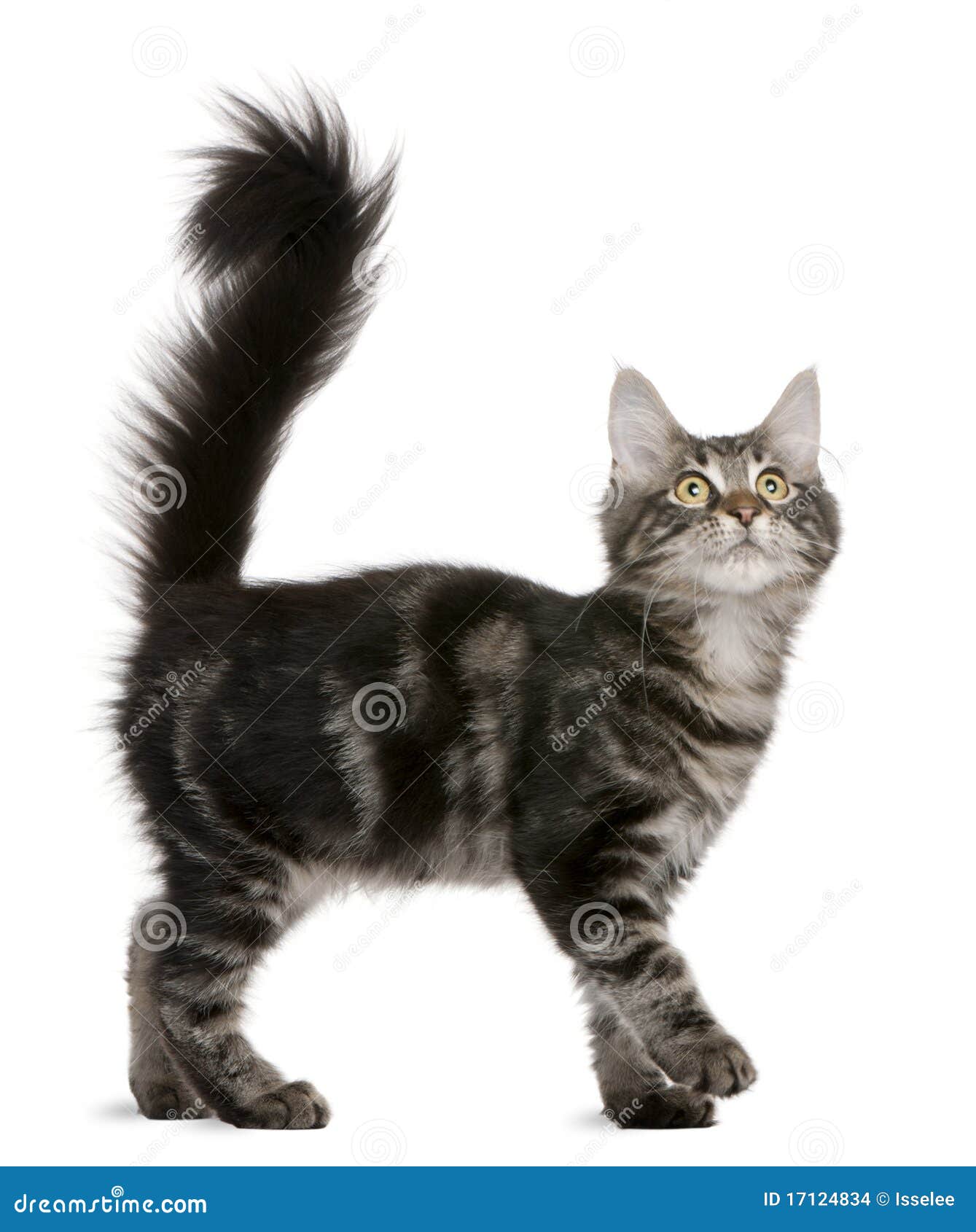 Jogos Macios Pequenos De Maine Coon Do Gatinho Foto de Stock - Imagem de  gato, cabelo: 85355236