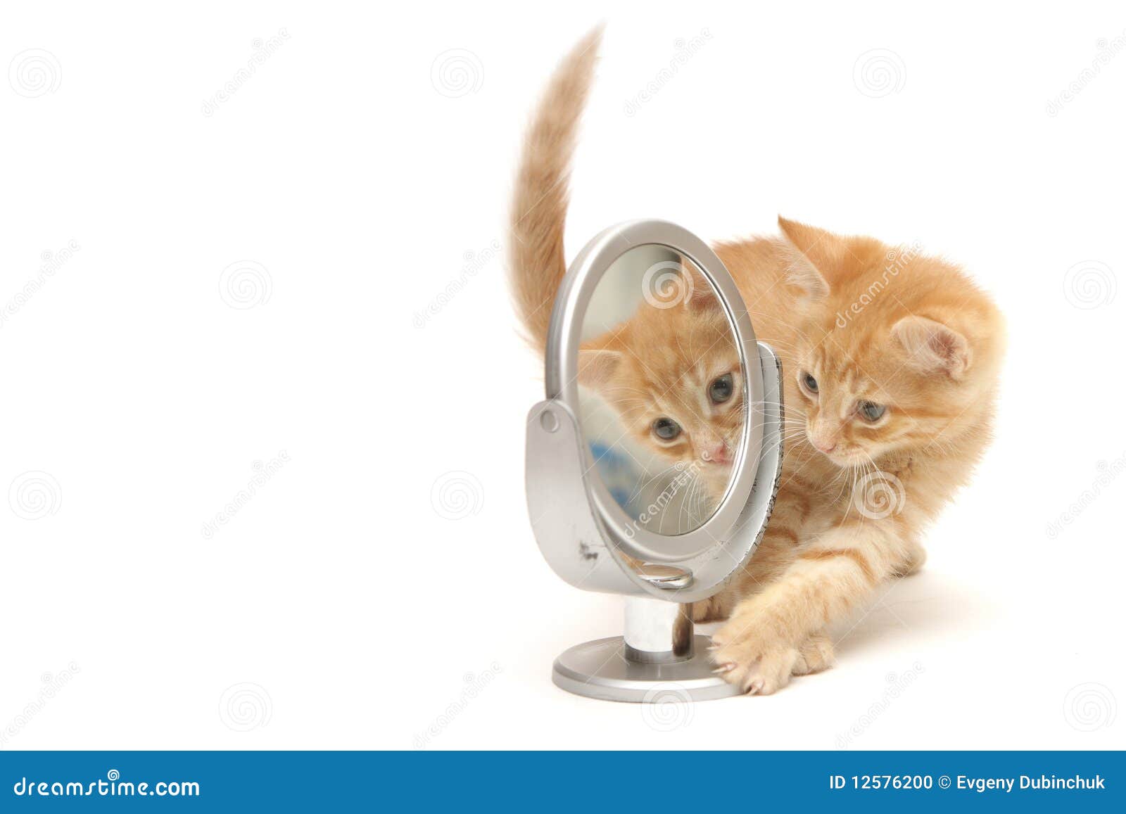 Jogo Do Gatinho Do Gengibre Foto de Stock - Imagem de macio, curiosidade:  83943490