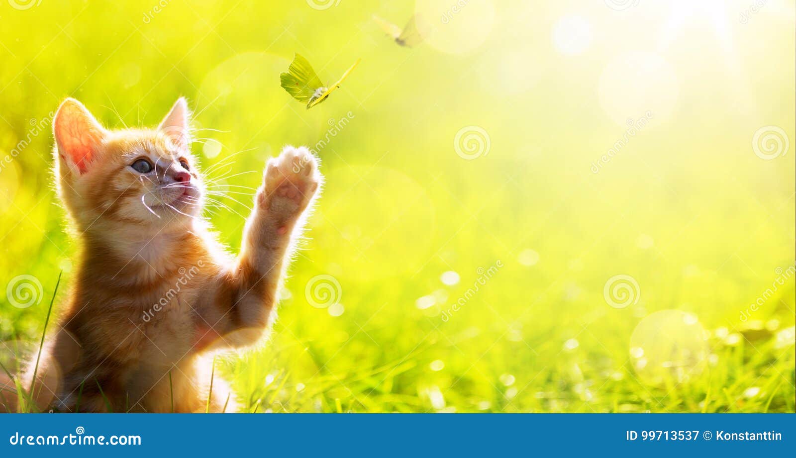 Gatinho Feliz Da Arte; Jogos Bonitos Do Gato Com Uma Borboleta Imagem de  Stock - Imagem de verde, borboleta: 99713537