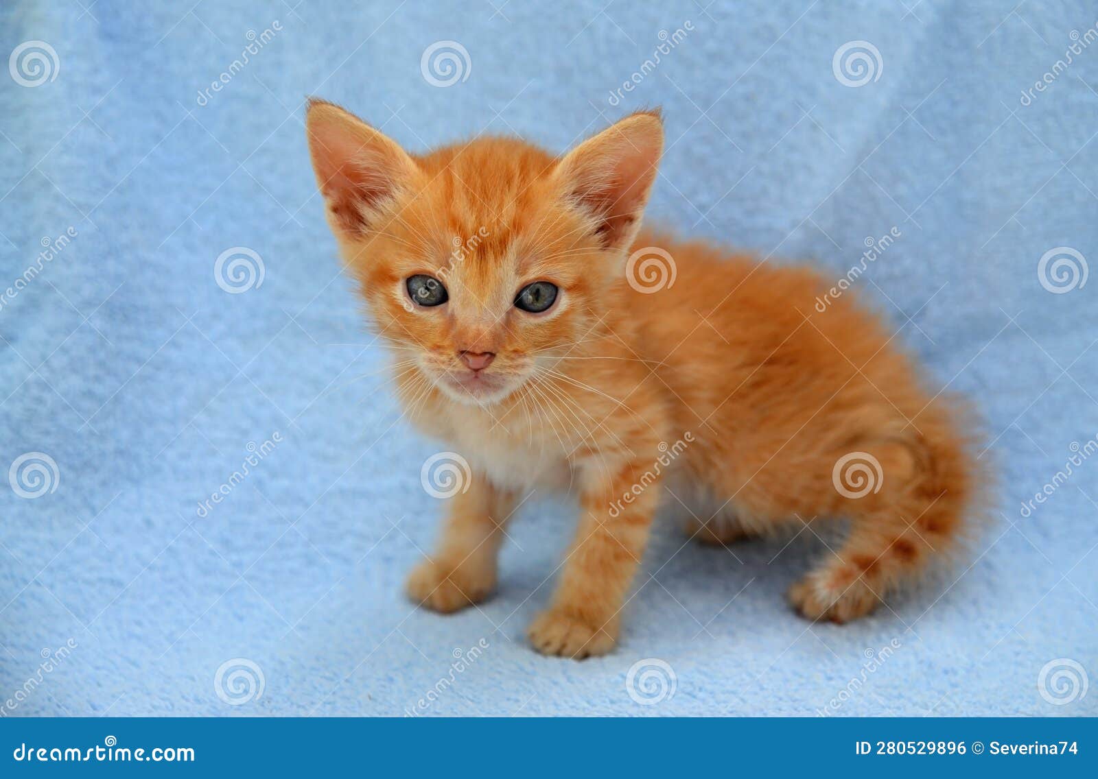 O gatinho macio bonito do gato do gengibre