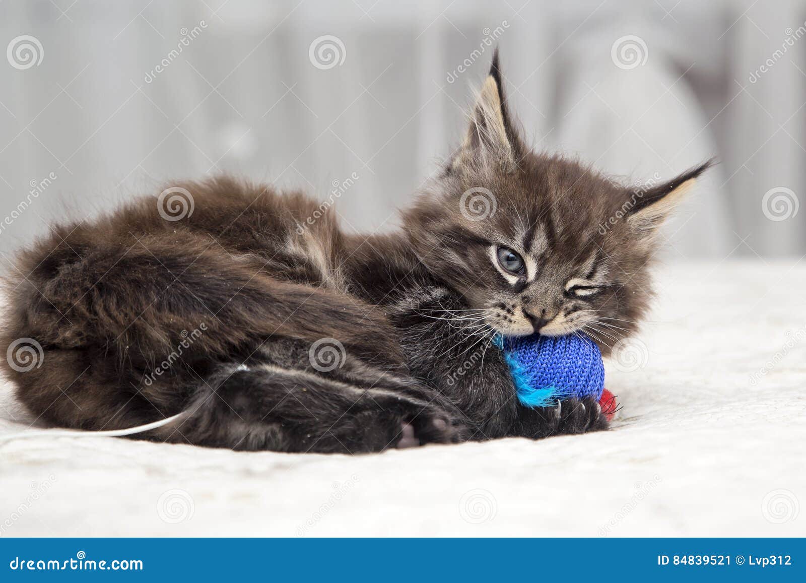 Gatinho Macio Pequeno Maine Coon Imagem de Stock - Imagem de casulo,  fofofo: 84864283