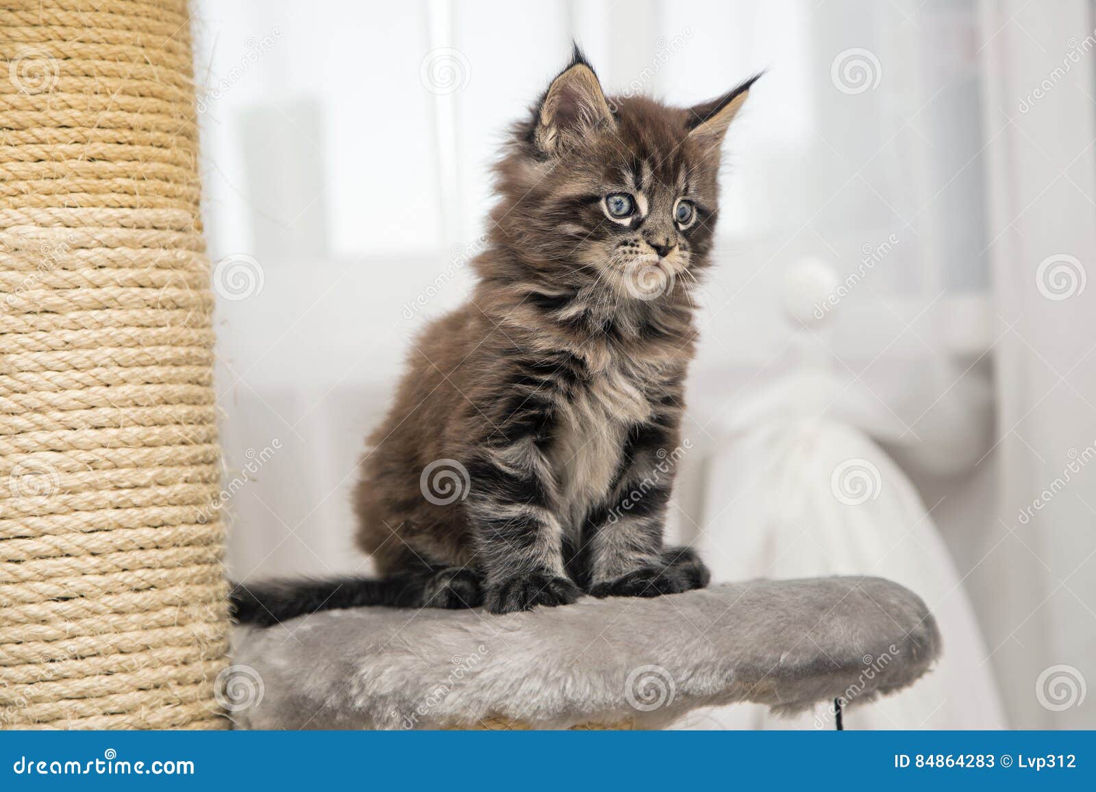 Gatinho Macio Pequeno Maine Coon Imagem de Stock - Imagem de casulo,  fofofo: 84864283