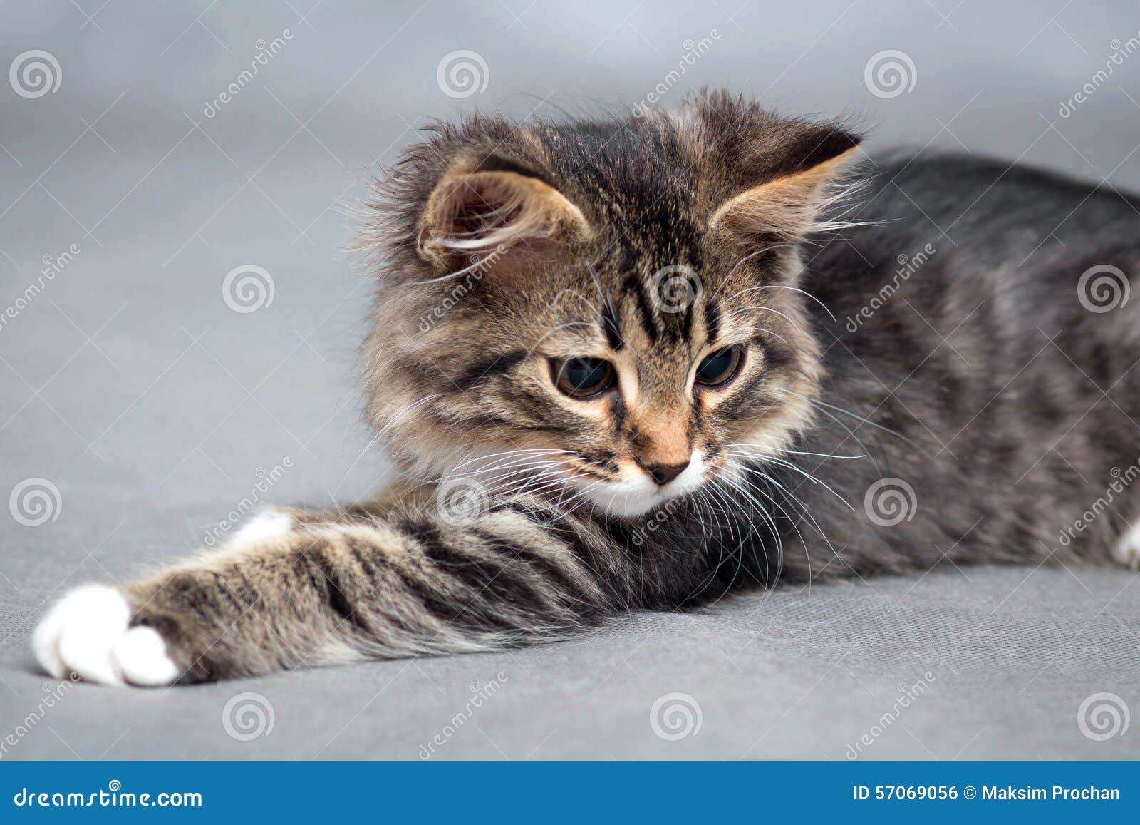 Gatinho macio pequeno em um fundo cinzento