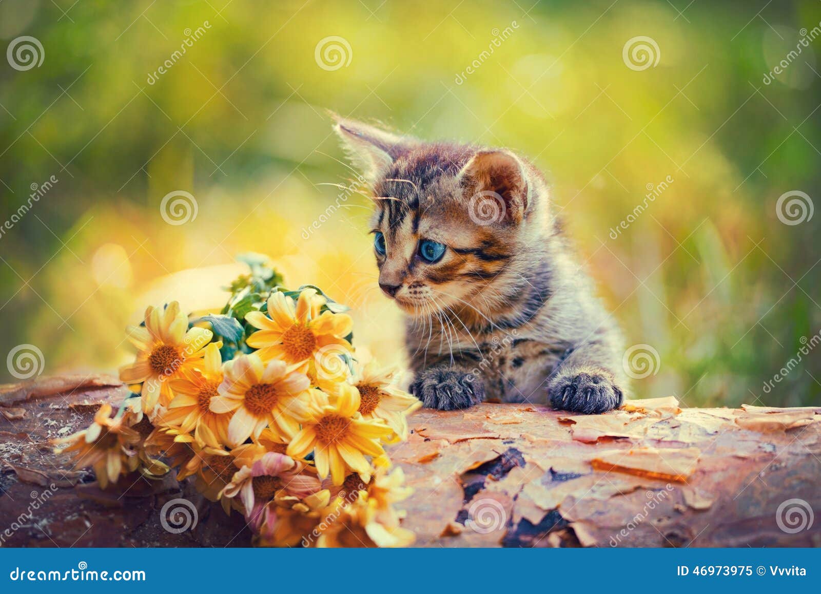 Jogos Do Gatinho Em Uma Grama Verde Imagem de Stock - Imagem de animais,  gato: 36791029