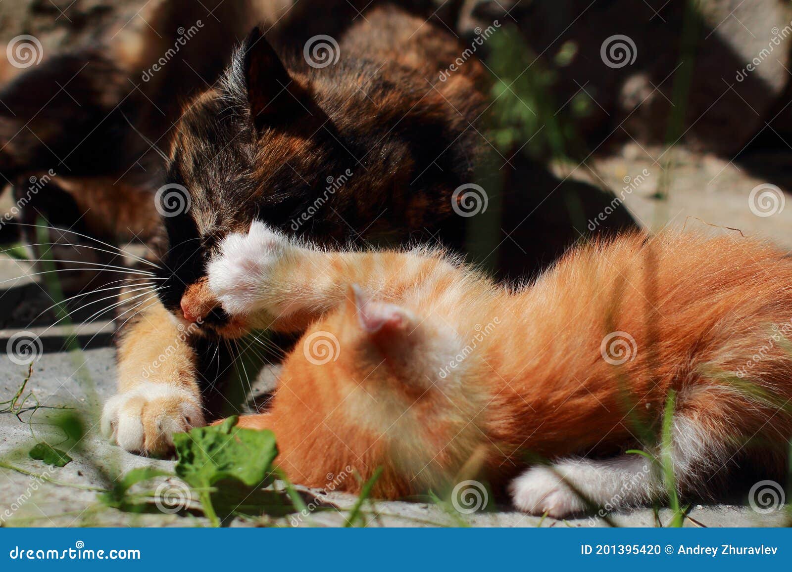 Gatinho Vermelho Brincando Com Sua Mãe. Gato Tricolor Na Rua Mexendo Com  Seu Filho. Jogos De Gatos No Verão Na Grama Verde Foto de Stock - Imagem de  curioso, grama: 201395420