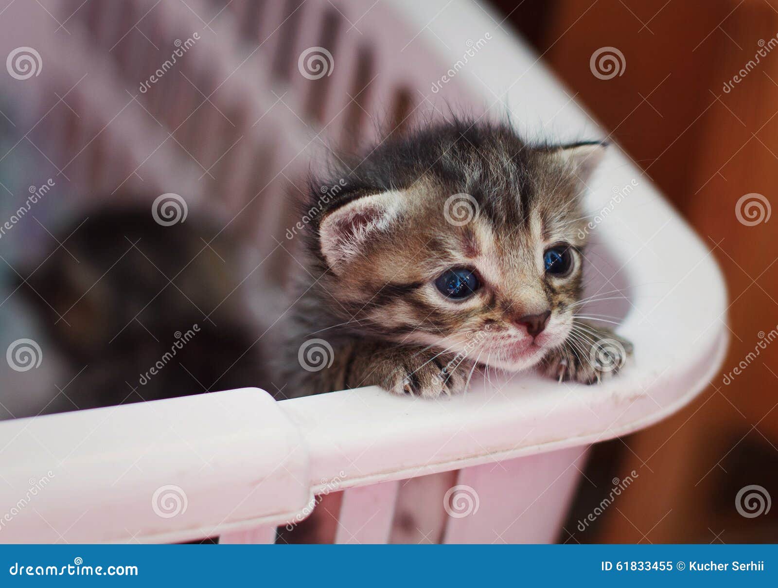 Um pequeno gatinho vermelho olha para fora de uma cesta de vime